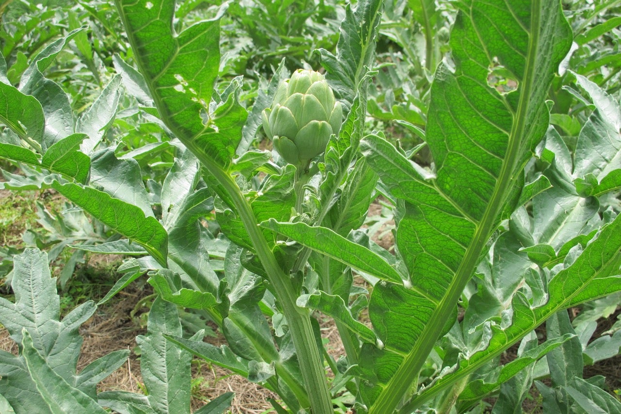 Chanticleer has artichokes