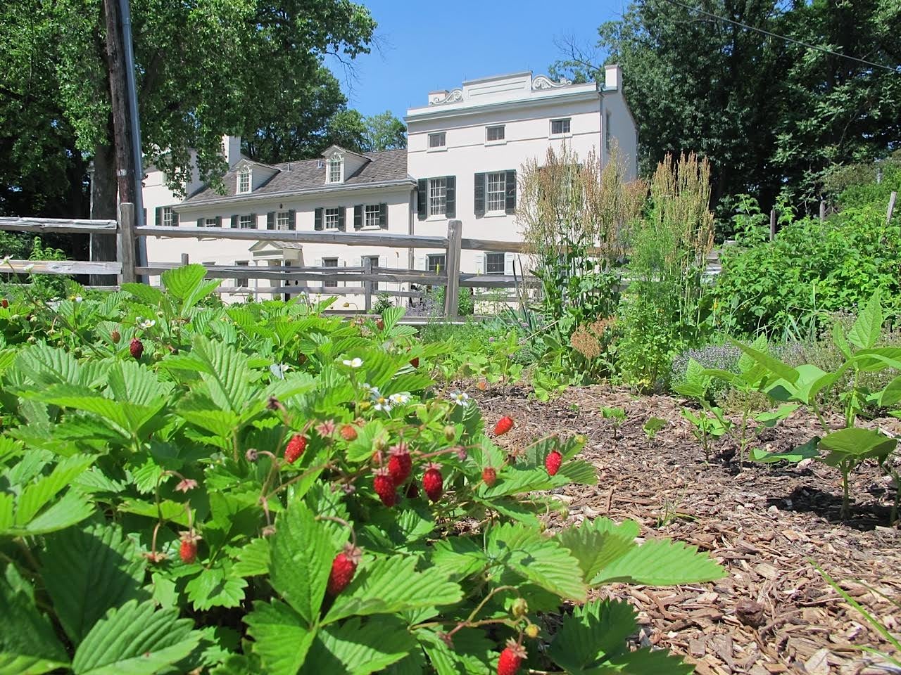 Strawberry Mansion