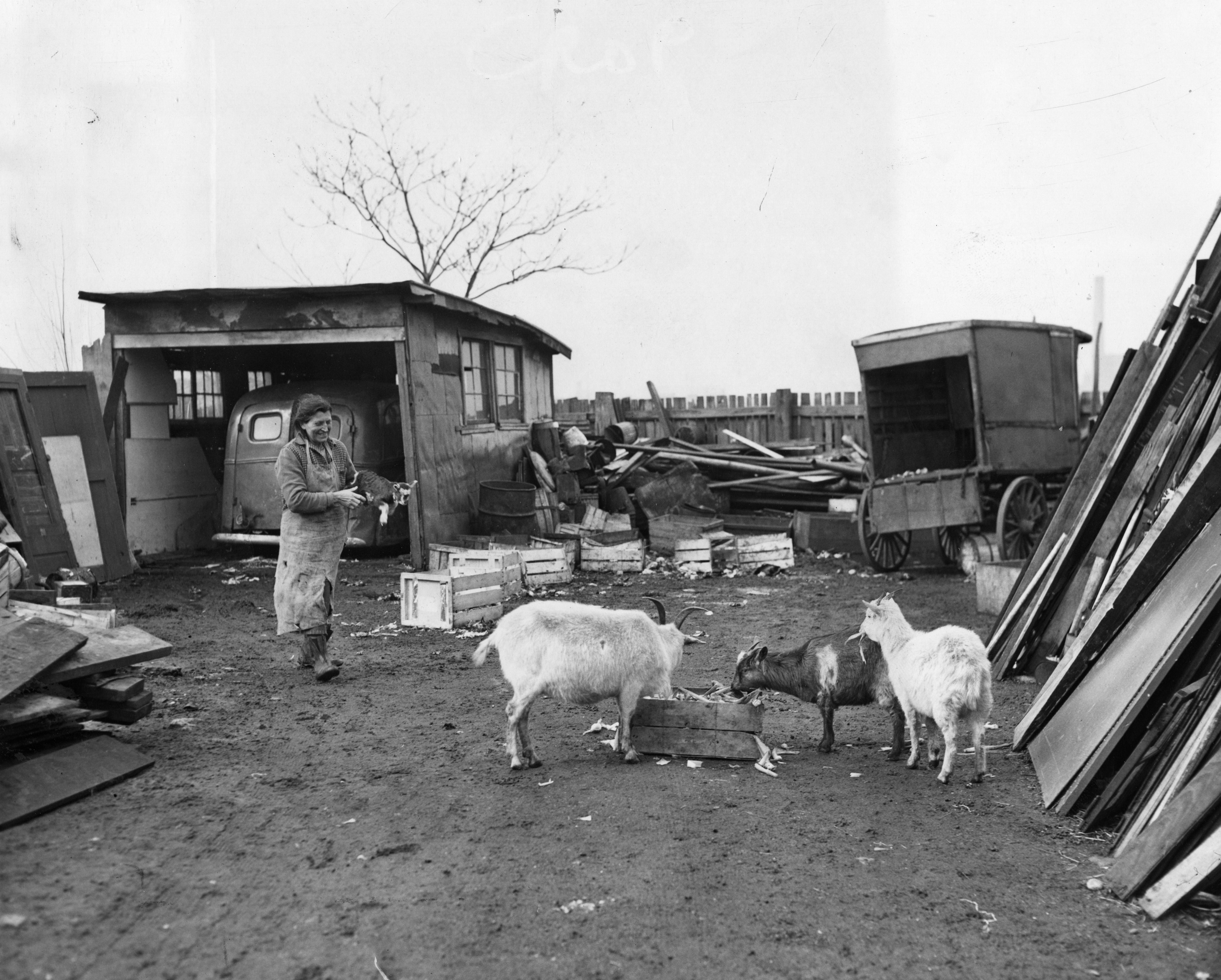 Goats on Stonehouse Lane, March 1953, Evening Bulletin | Special Collections Research Center, Temple University Libraries, Philadelphia, PA