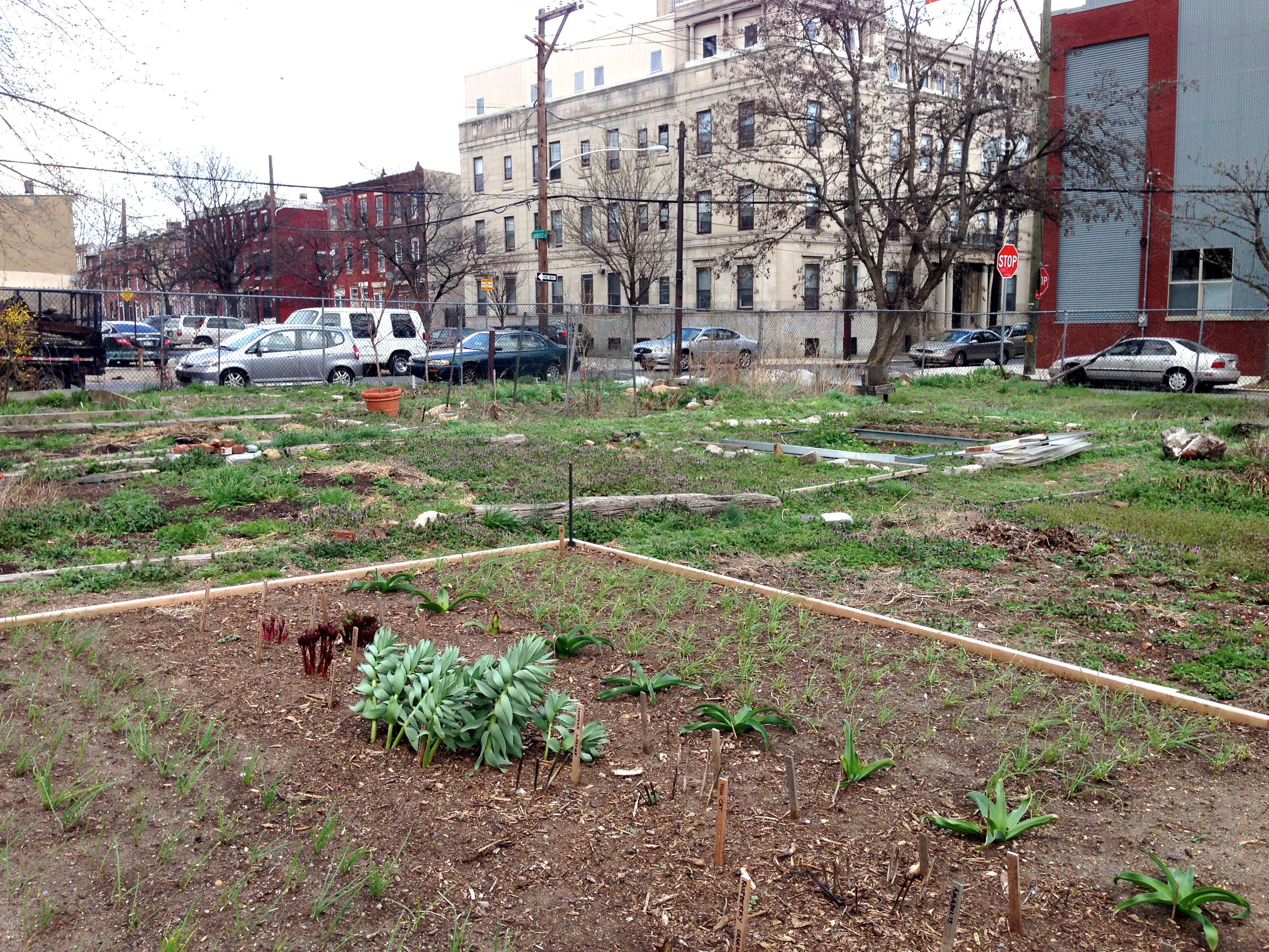 La Finquita perennials waking up from winter. 