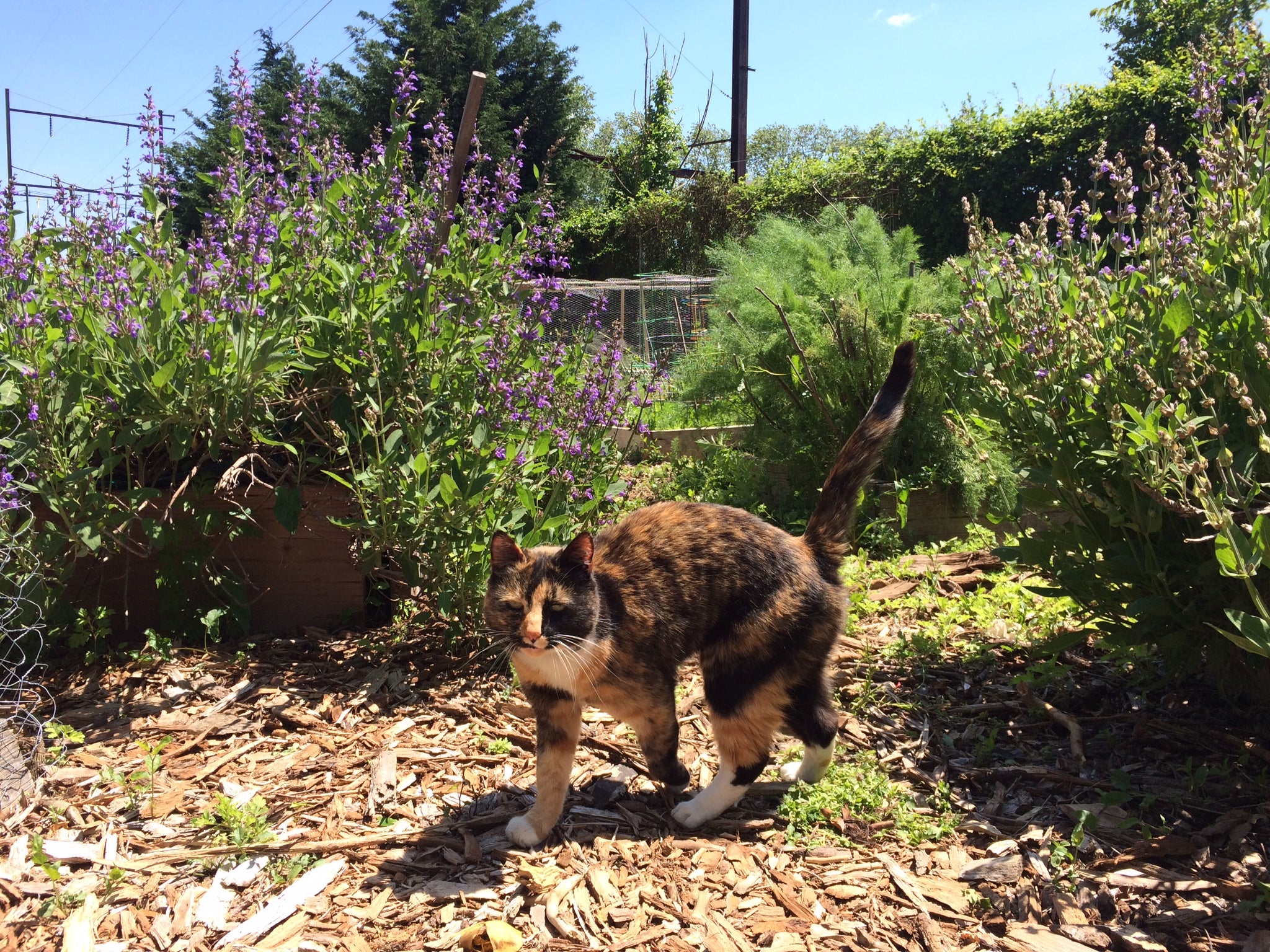 St. Bernard Community Garden, patrol | Max Marin