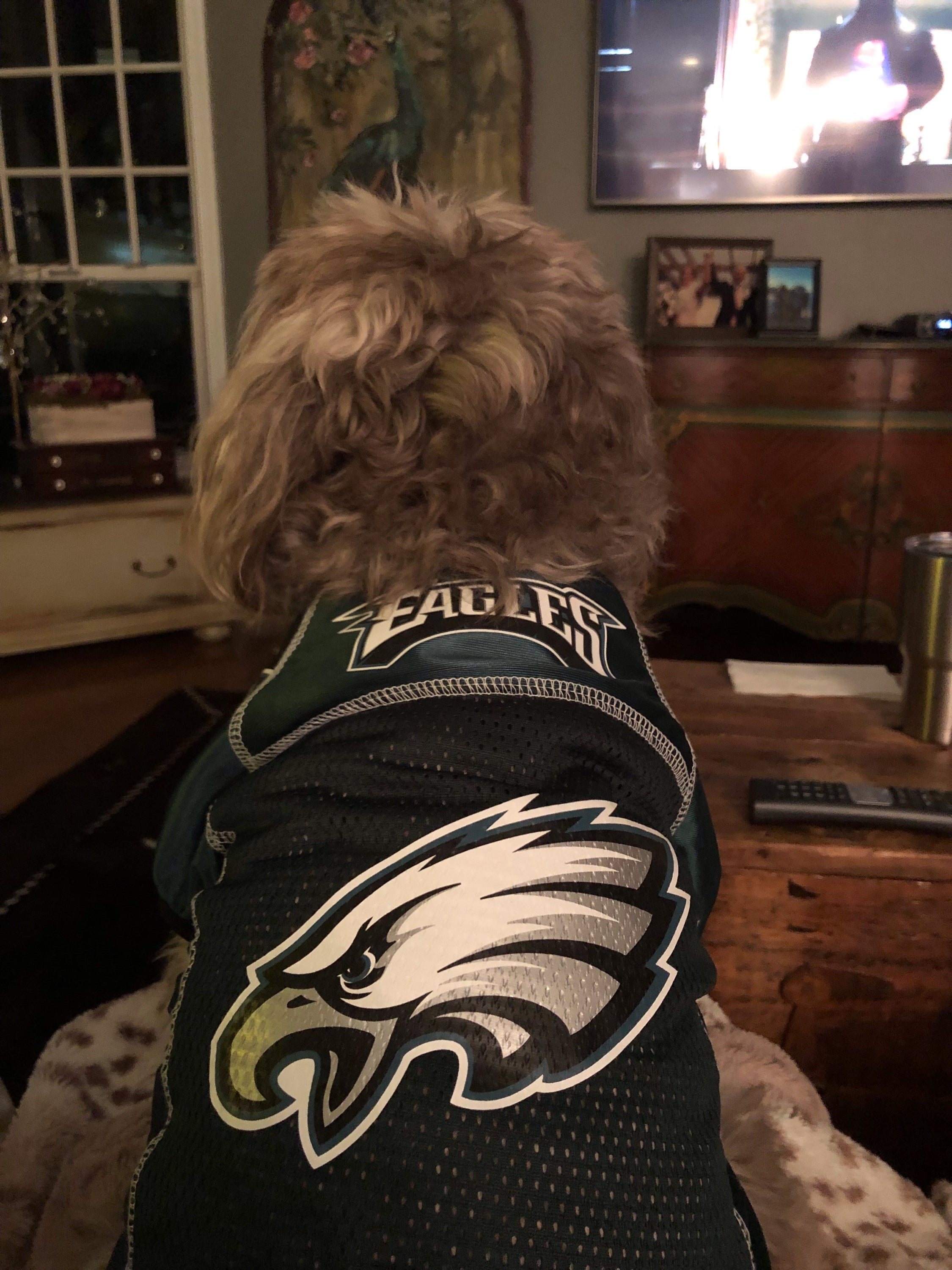 Eagles underdog Ella D'ambrosia is READY. Credit: Queenie's Pets