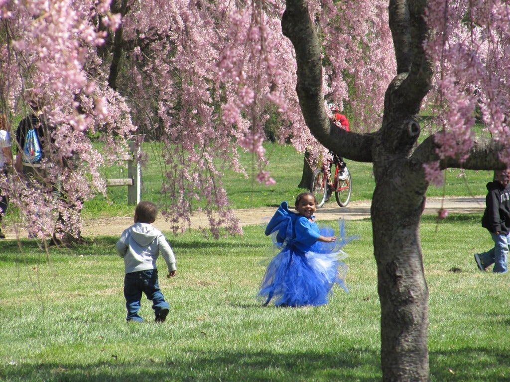 East and West Fairmount Park -- Cherry Blossom Festival