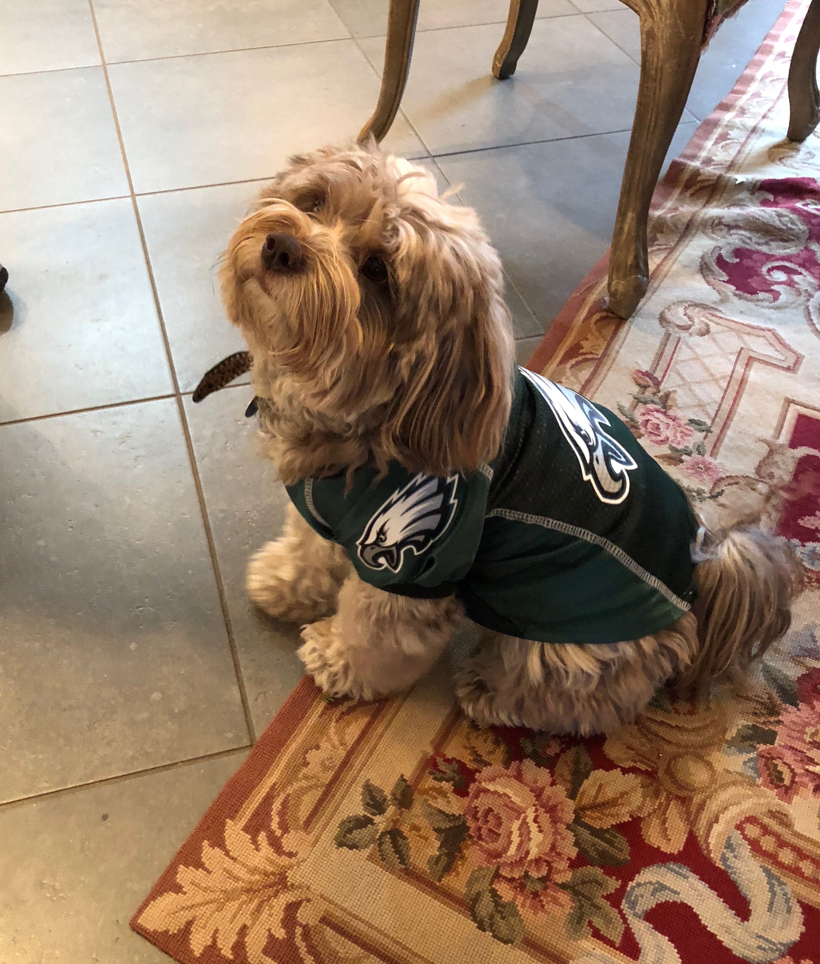 small dog eagles jersey