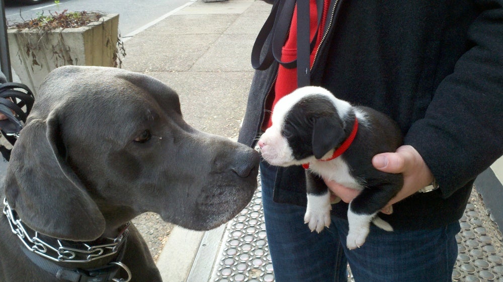 Great Dane Lucian meets bull dog puppy Beau