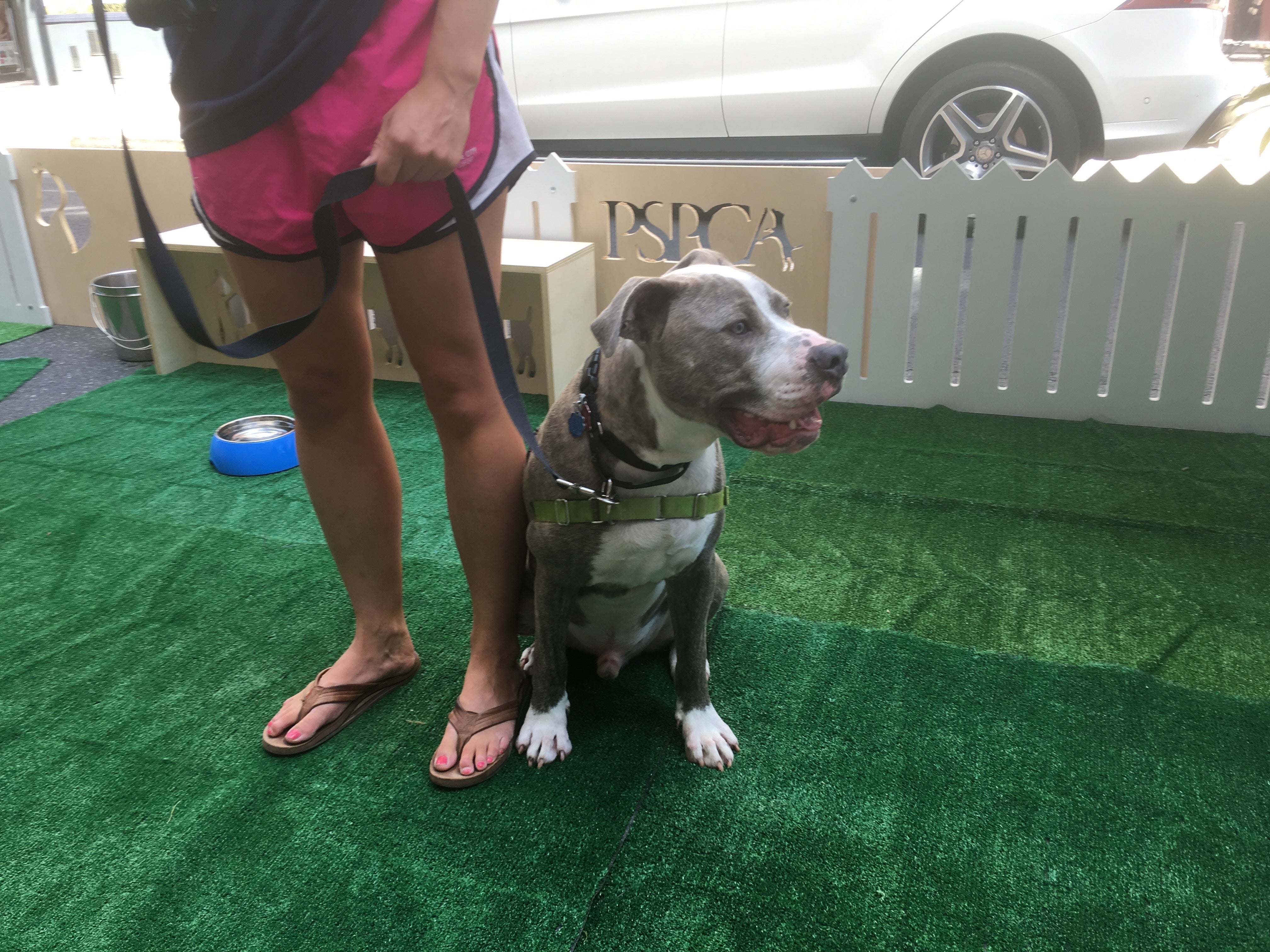 Park(ing) Day? More like Bark(ing) Day at PSPCA's pop-up. Pictured: Kojinu, a good boy who already has a human