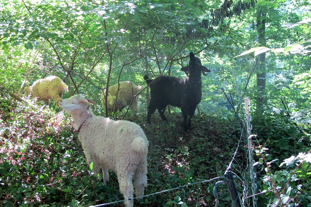 Wissahickon's study pits man against Angora goats