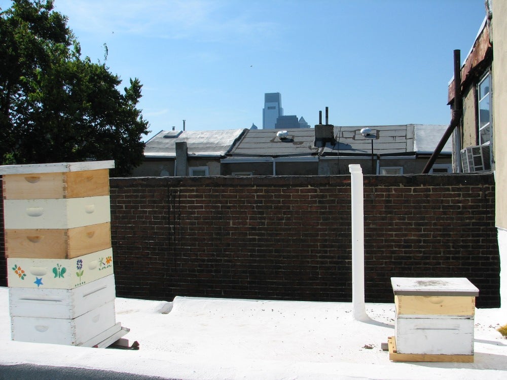 Schreiber's roof-top hives, with Comcast in the background