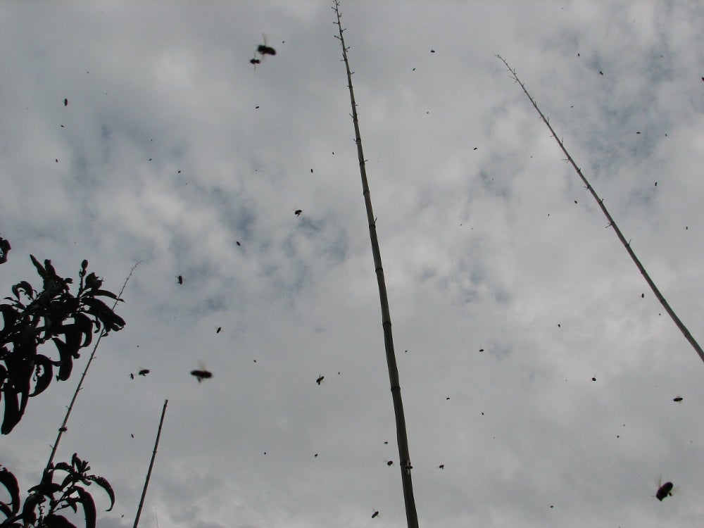 Bees in flight.