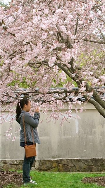 A stunning day for Philadelphia's Cherry Blossom Festival