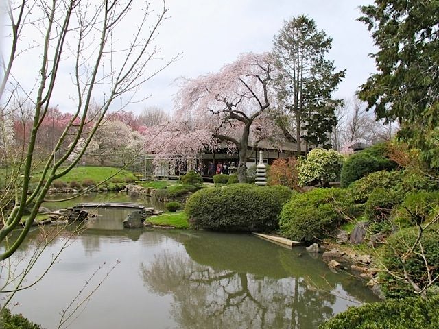 A stunning day for Philadelphia's Cherry Blossom Festival