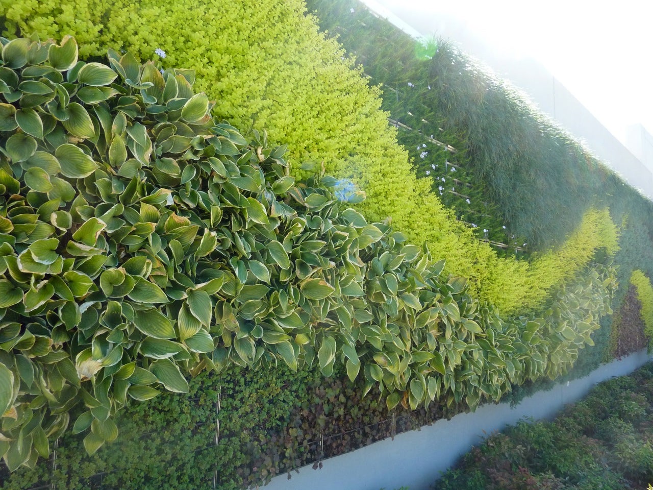 Green wall