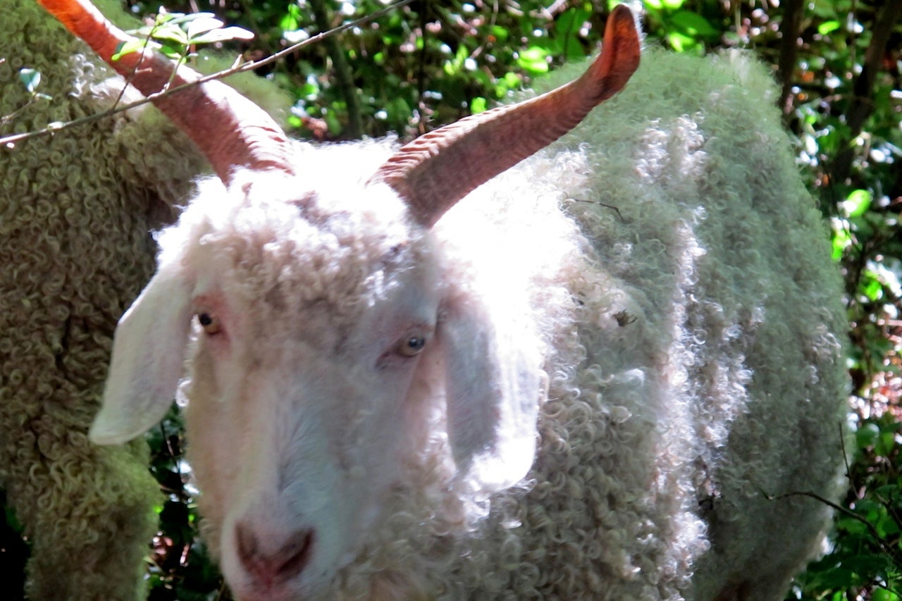 Wissahickon's study pits man against Angora goats