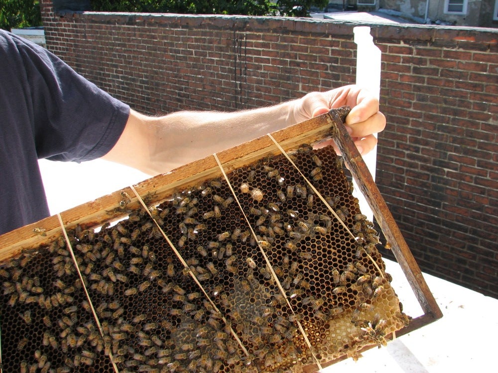 The two large cells at the top right of the frame will become queen bees