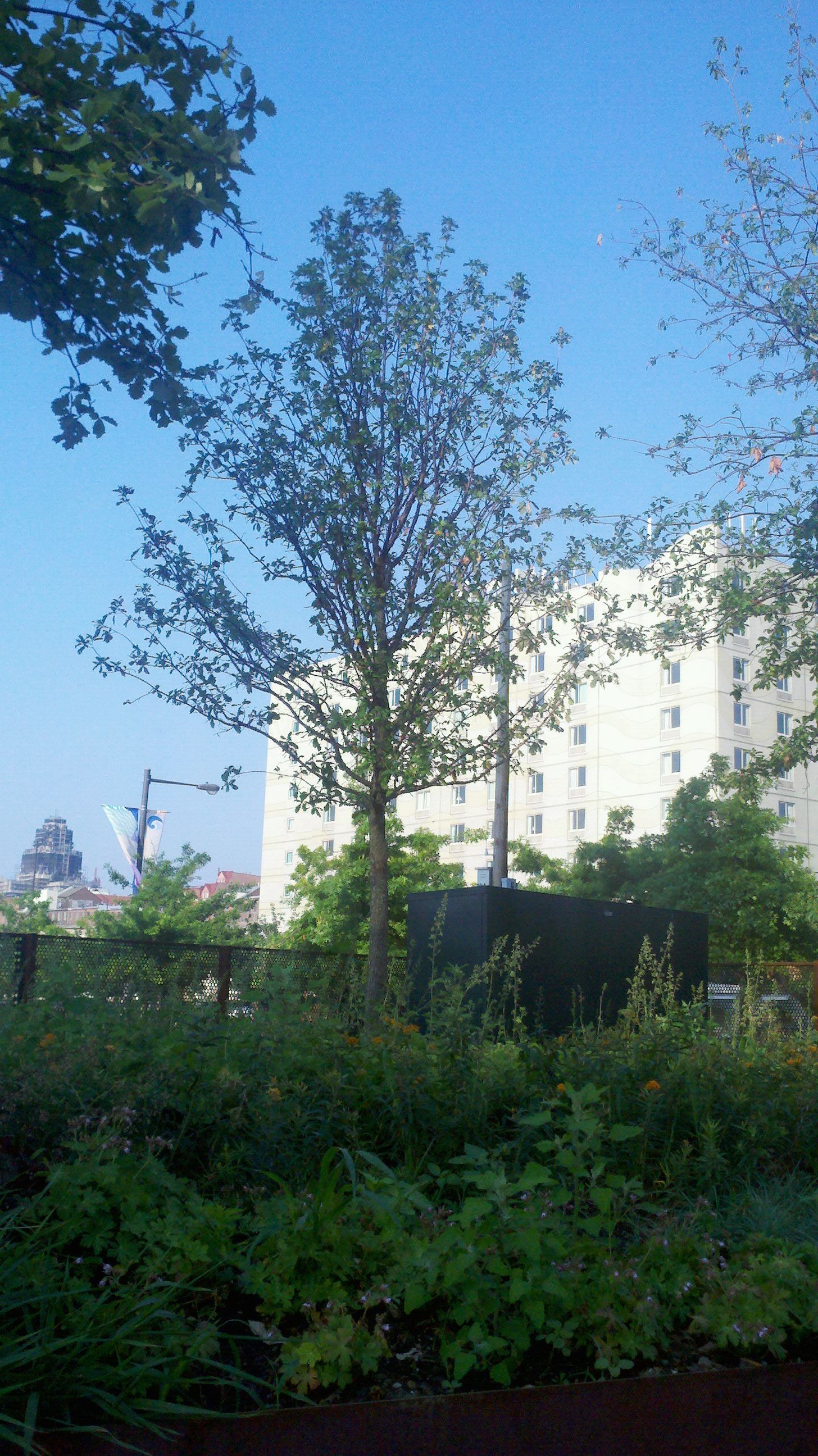 This Race Street Pier tree has grown many of its leaves back