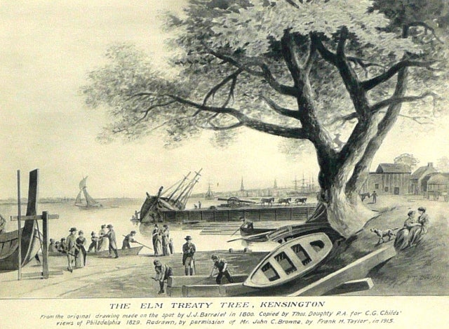 Penn Treaty Elm