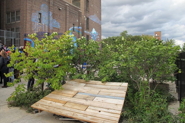 One of Bodine High School's new planters helps to absorb the paved schoolyard's stormwater runoff.