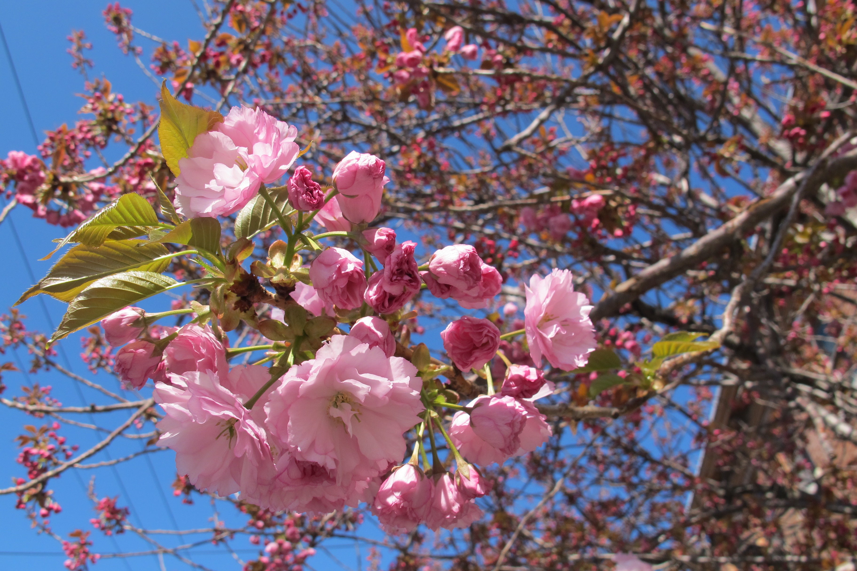 http-planphilly-com-eyesonthestreet-wp-content-uploads-2012-03-cherryblossom-jpg