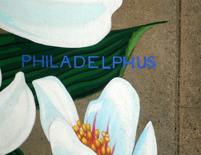 Philadelphus | Flickr user phillytrax, Eyes on the Street flickr group