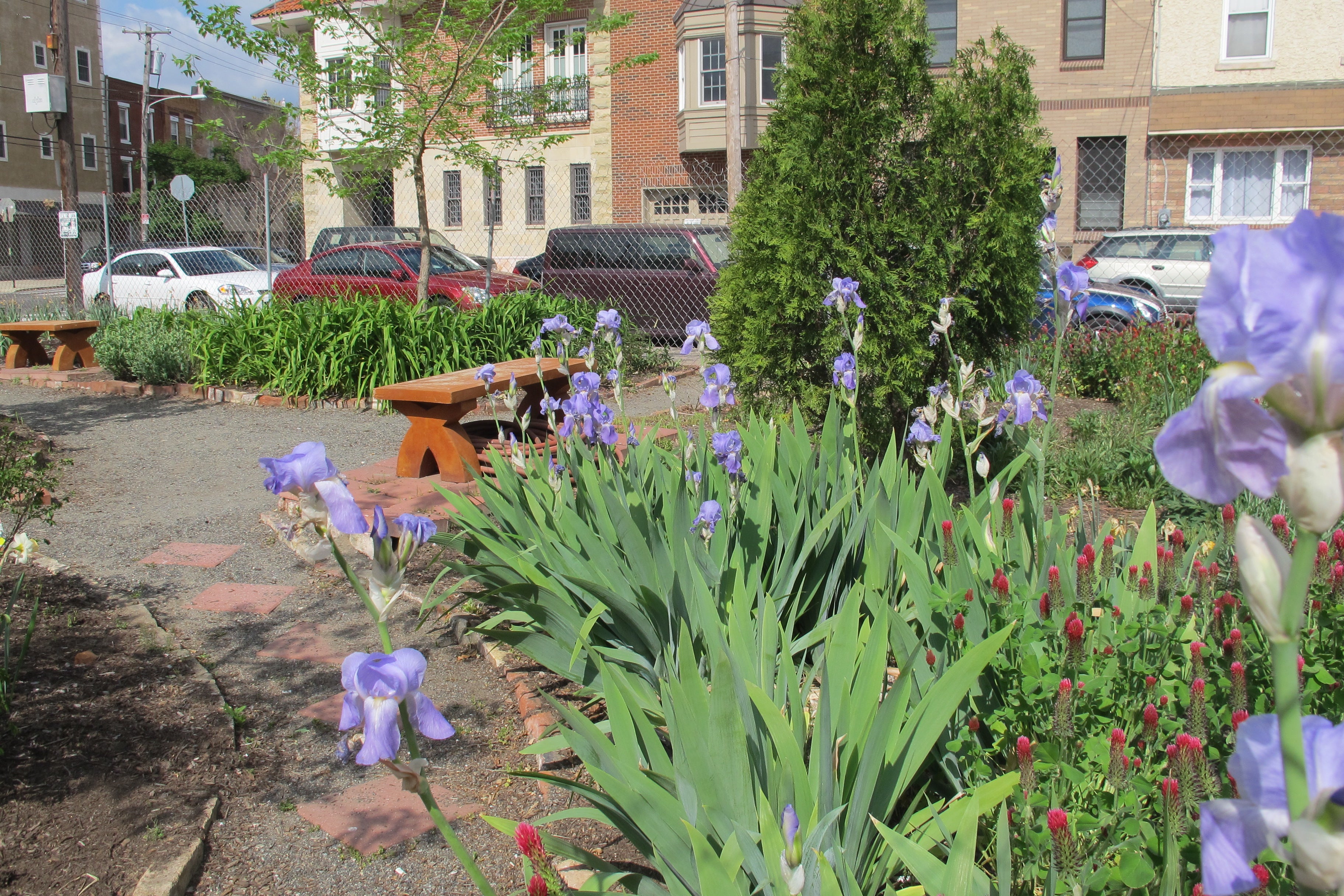 Triangle Park is looking ever-more parklike, blooming behind a new cyclone fence.