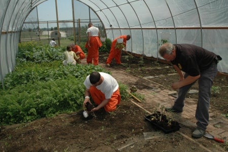 Greenhouse in the Big House