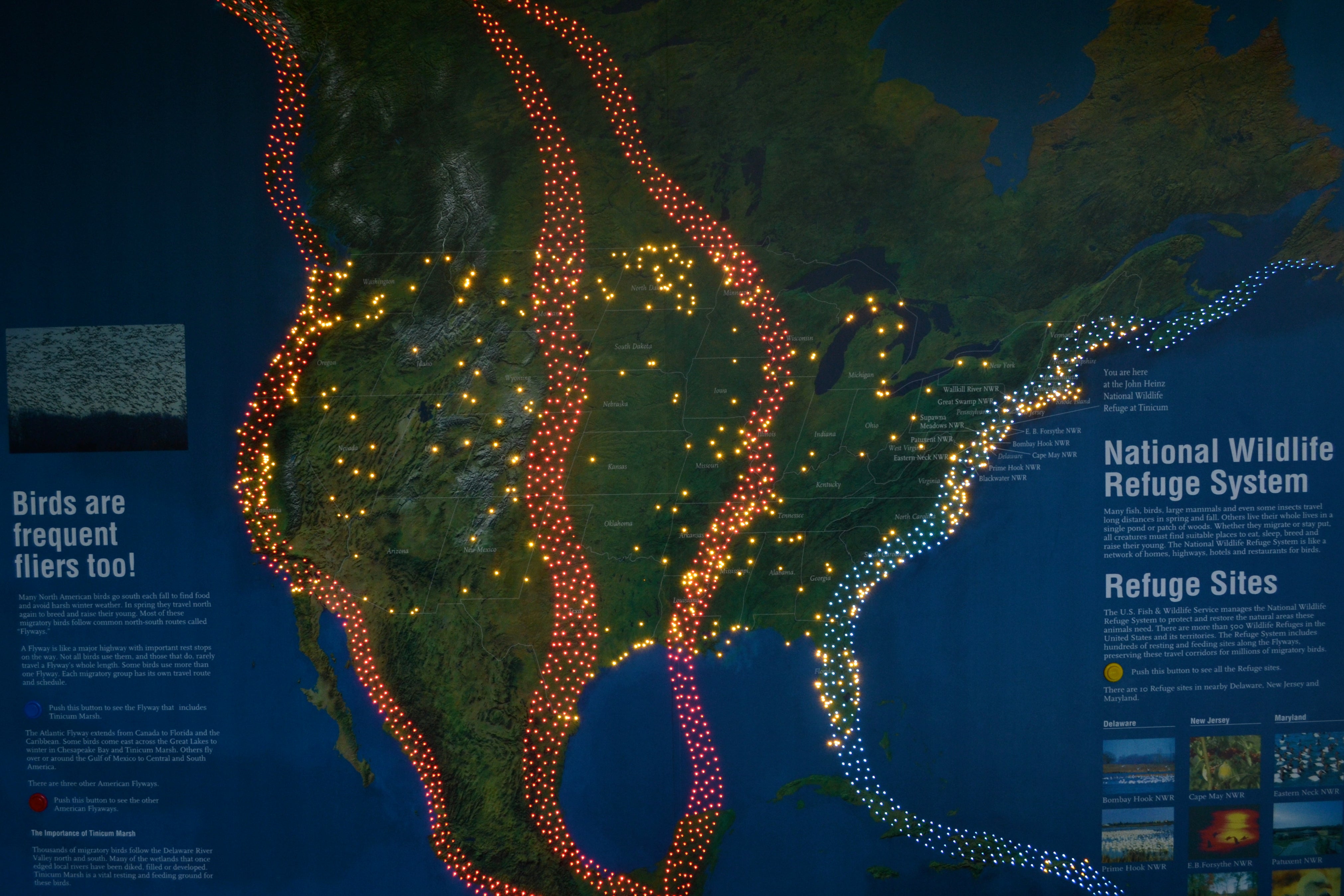 A map shows the East Coast Flyway (blue), other migratory flight paths (red) and national wildlife refuges across the country (yellow)