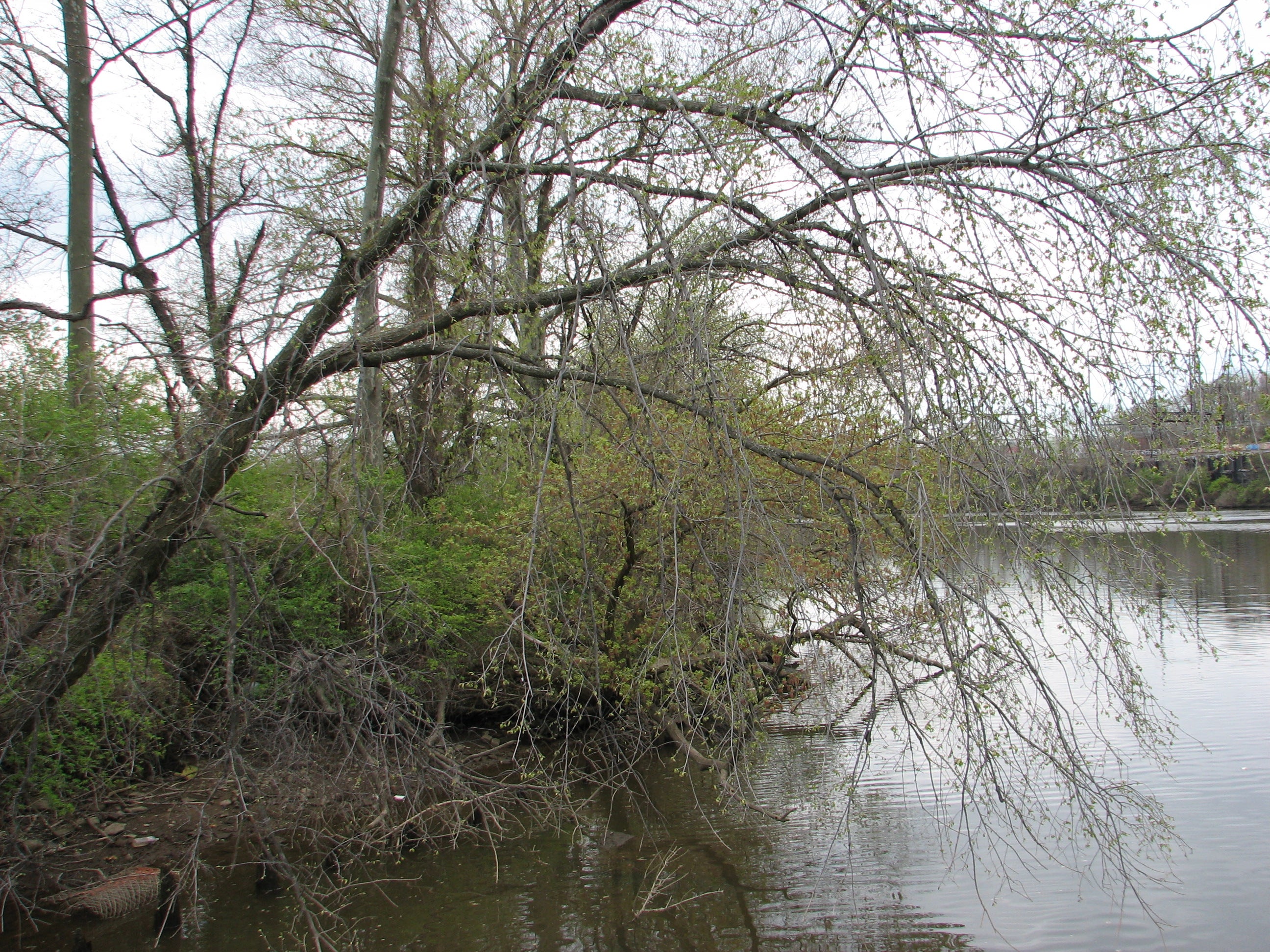 A view of the bank from the new pier