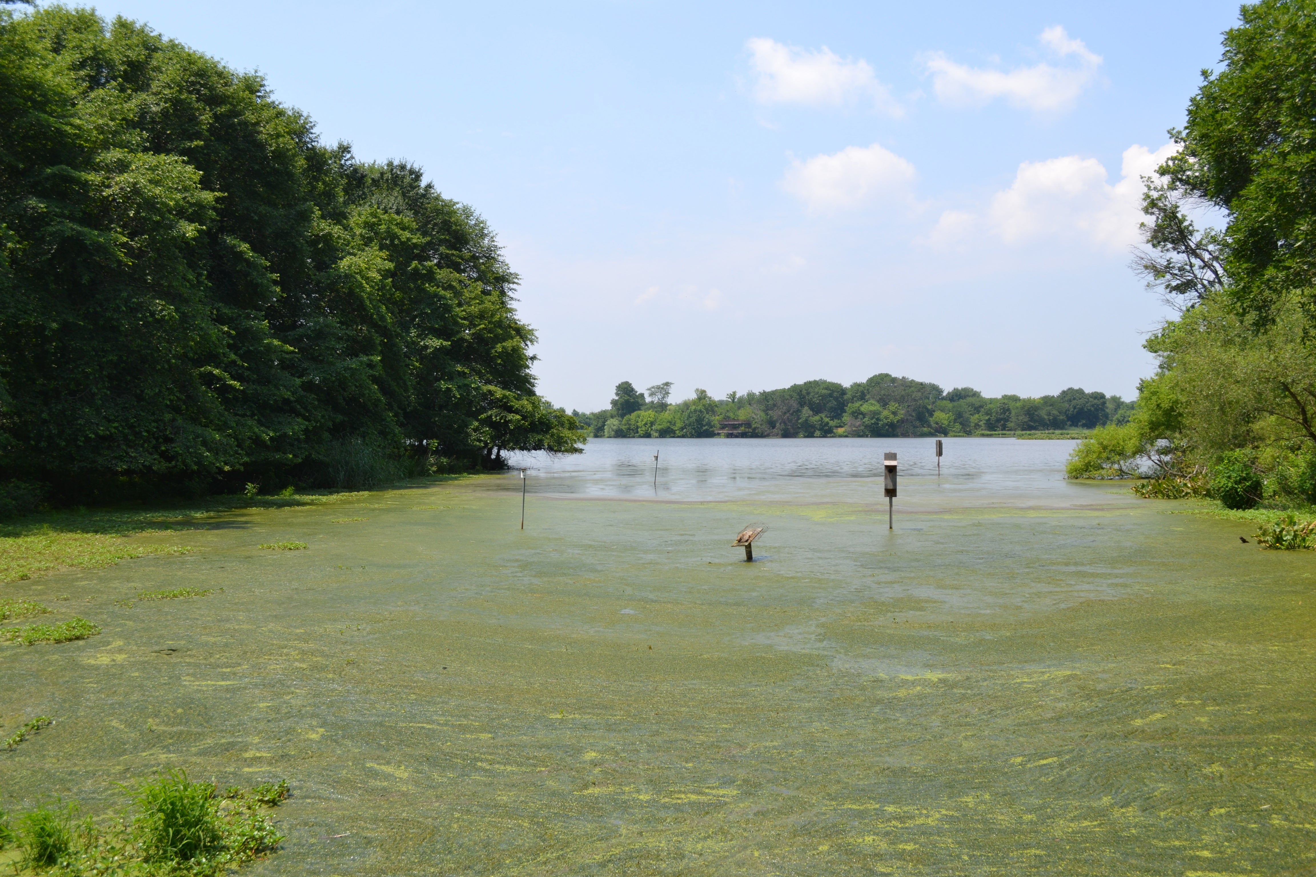 The ADA accessible boardwalk offers views of the impoundment and some of its many bird houses