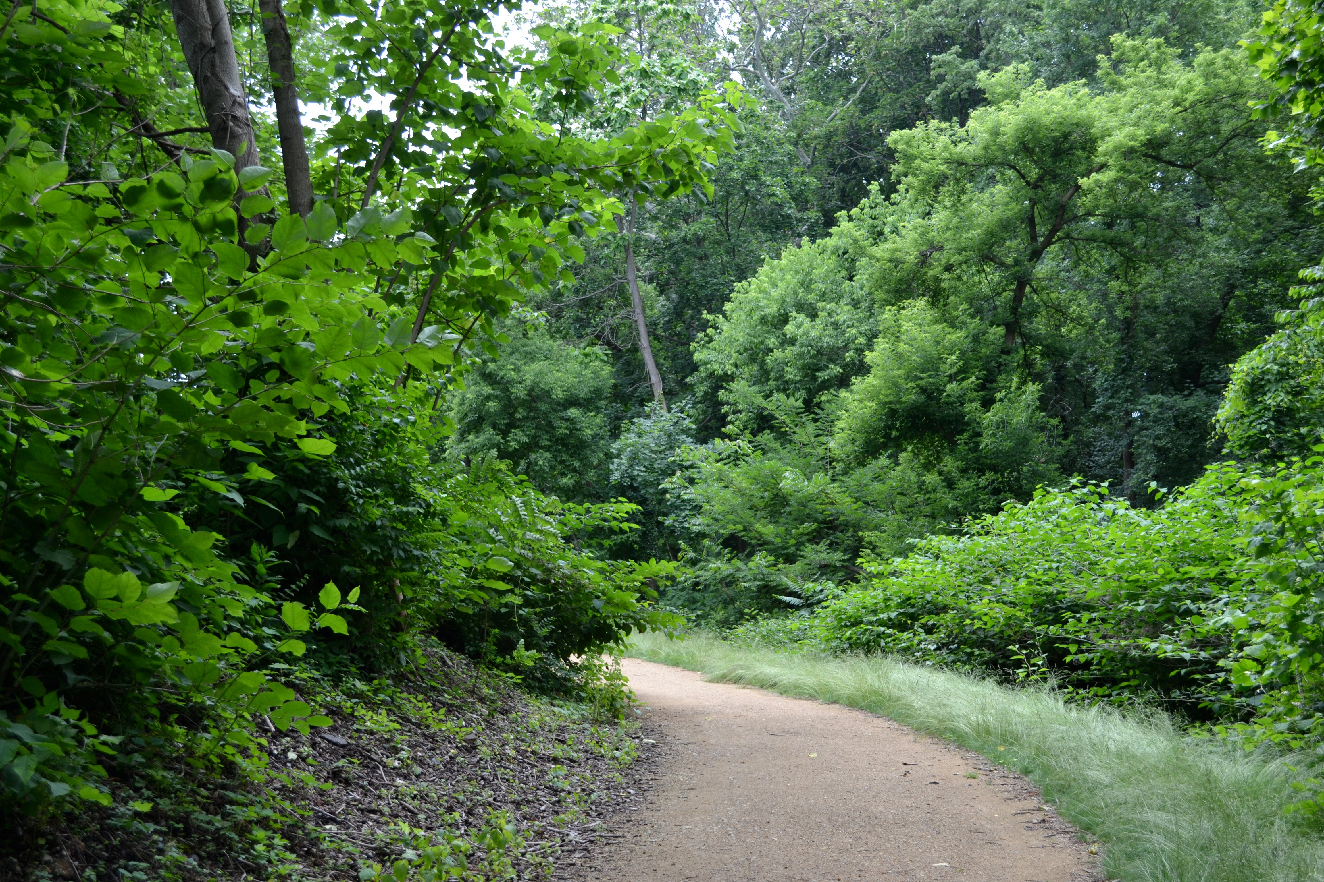 At times the nature trail breaks off from the paved path all together