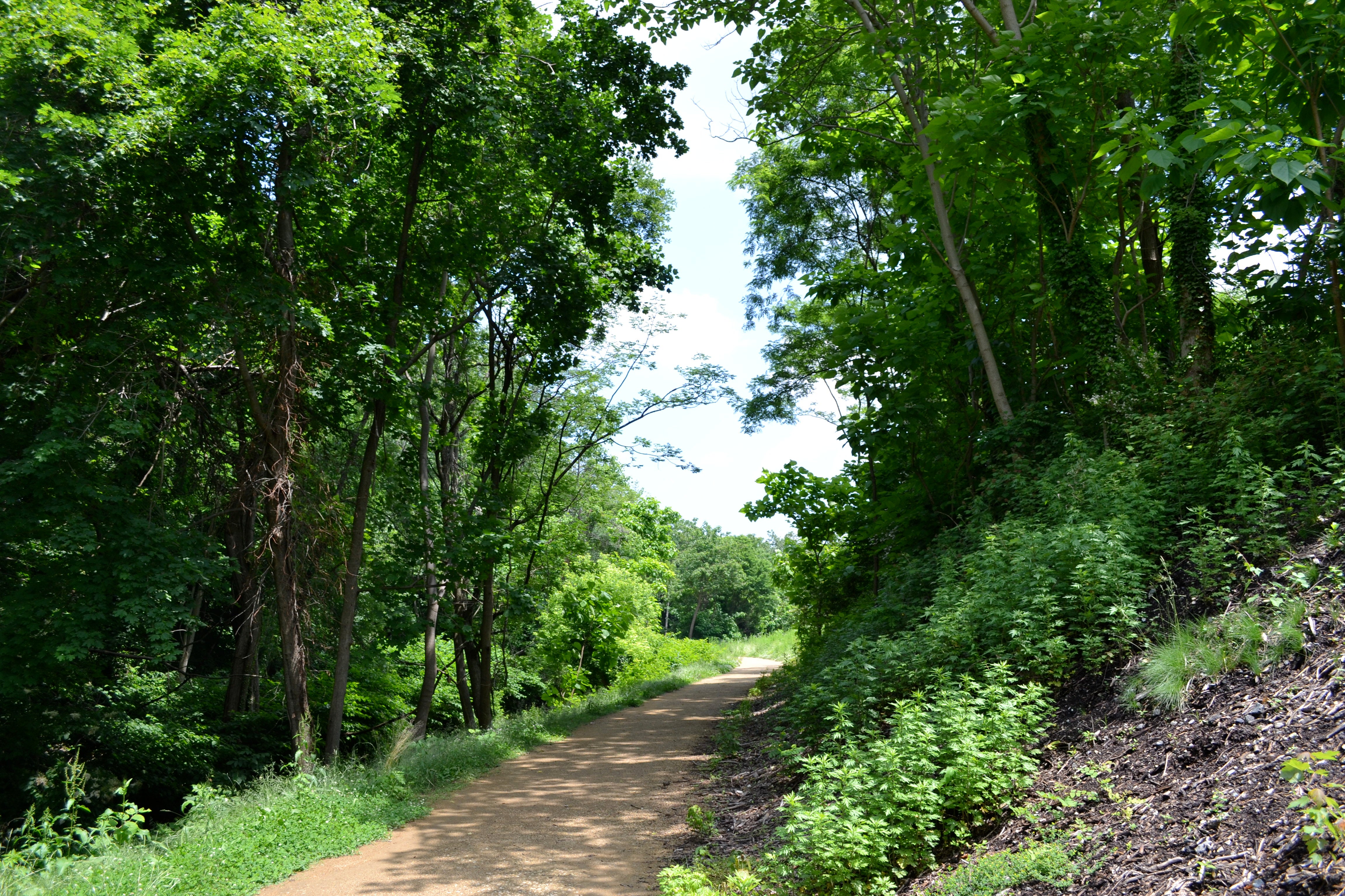 At times the nature trail passes beneath densely packed trees rather than the catenaries 