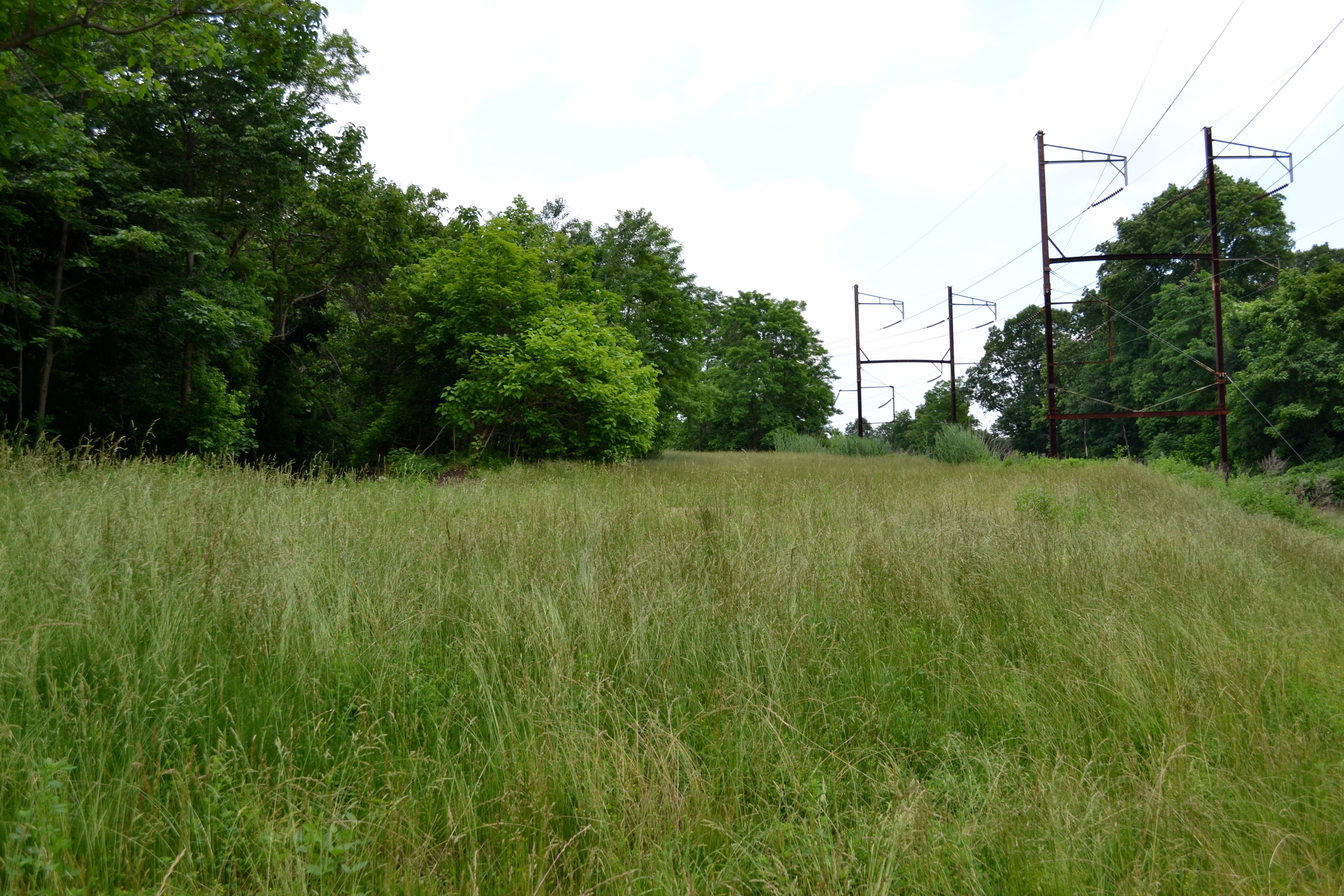 Much of the trail is planted with tall meadow grass