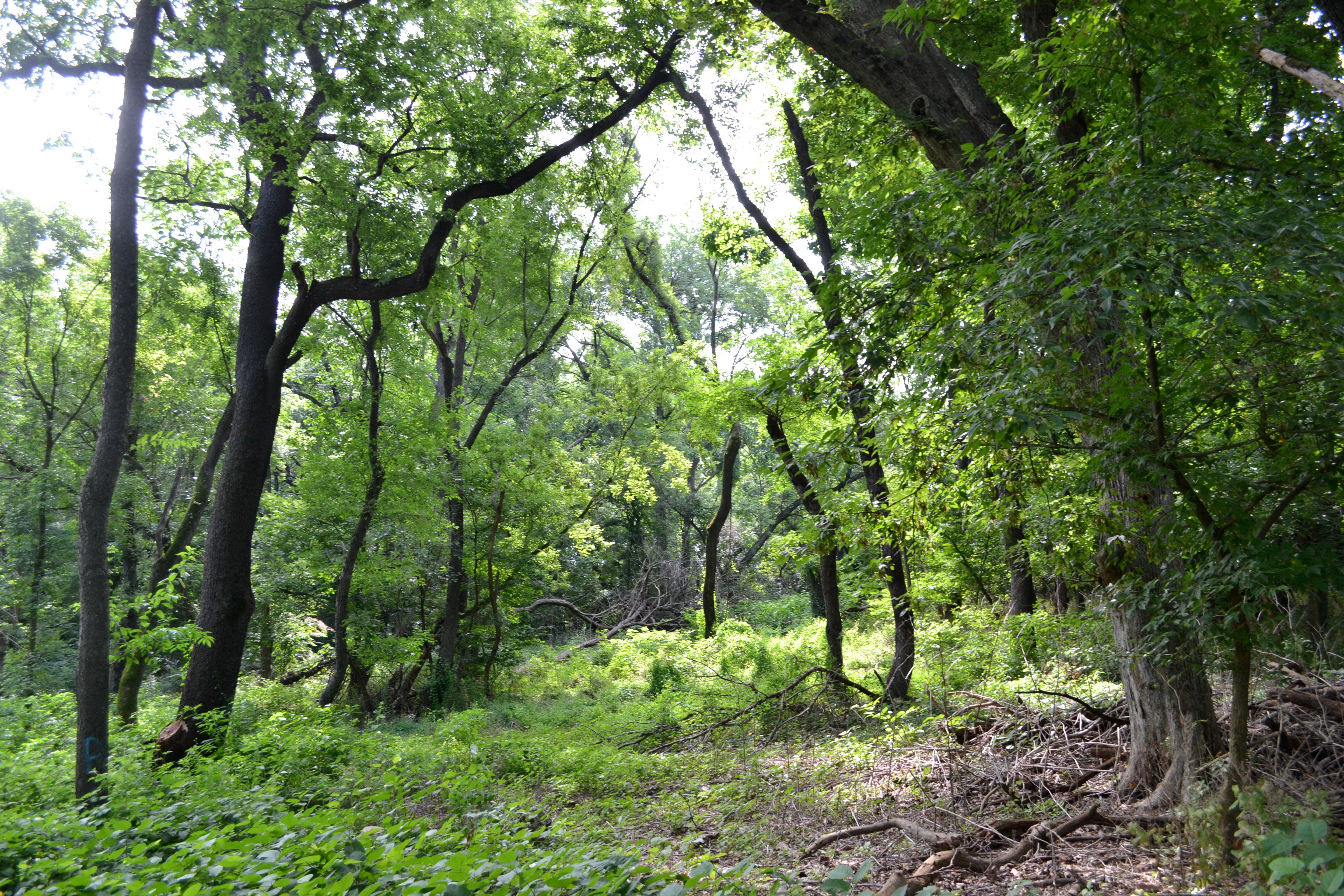 Tacony Creek Trail