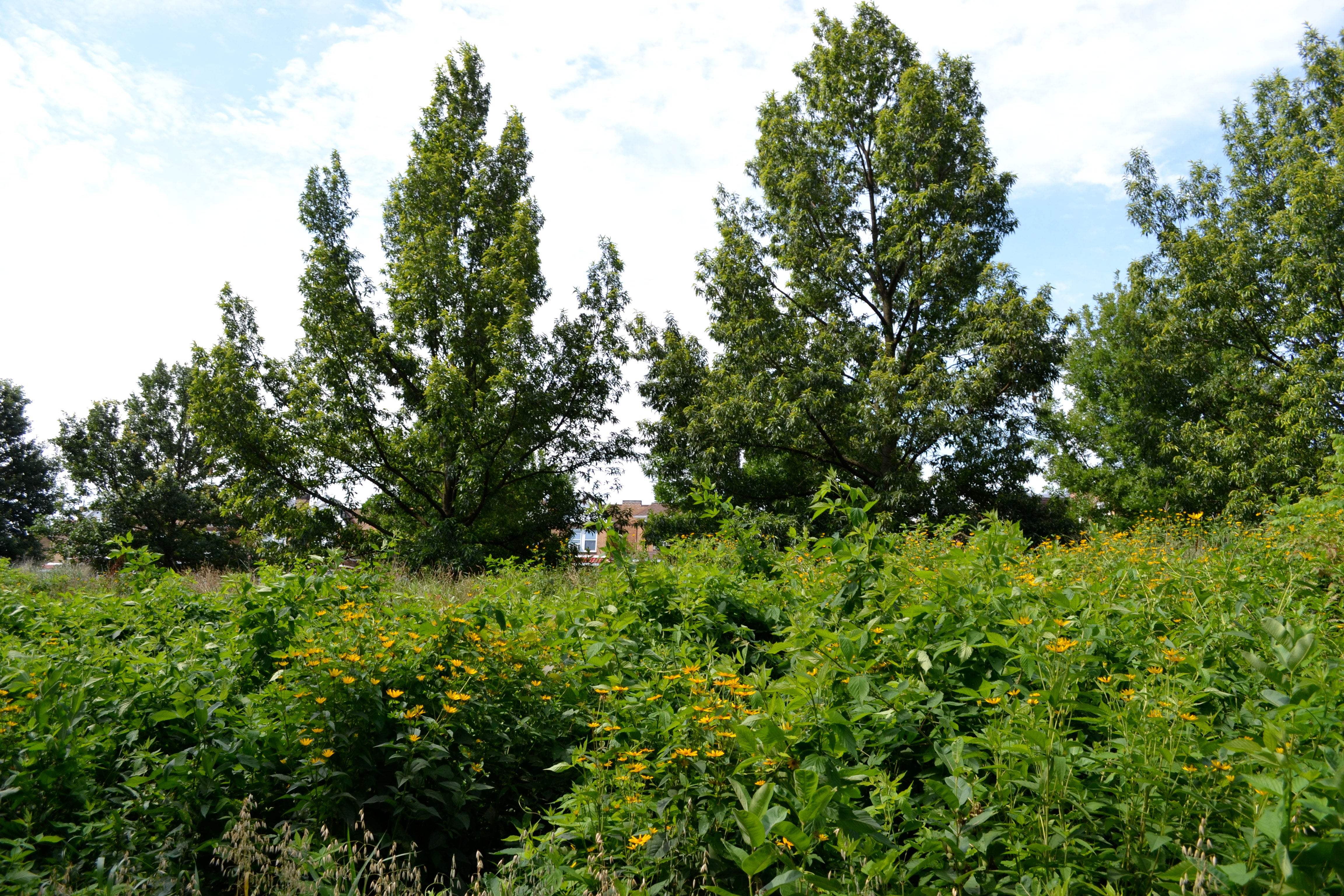 Tacony Creek Trail