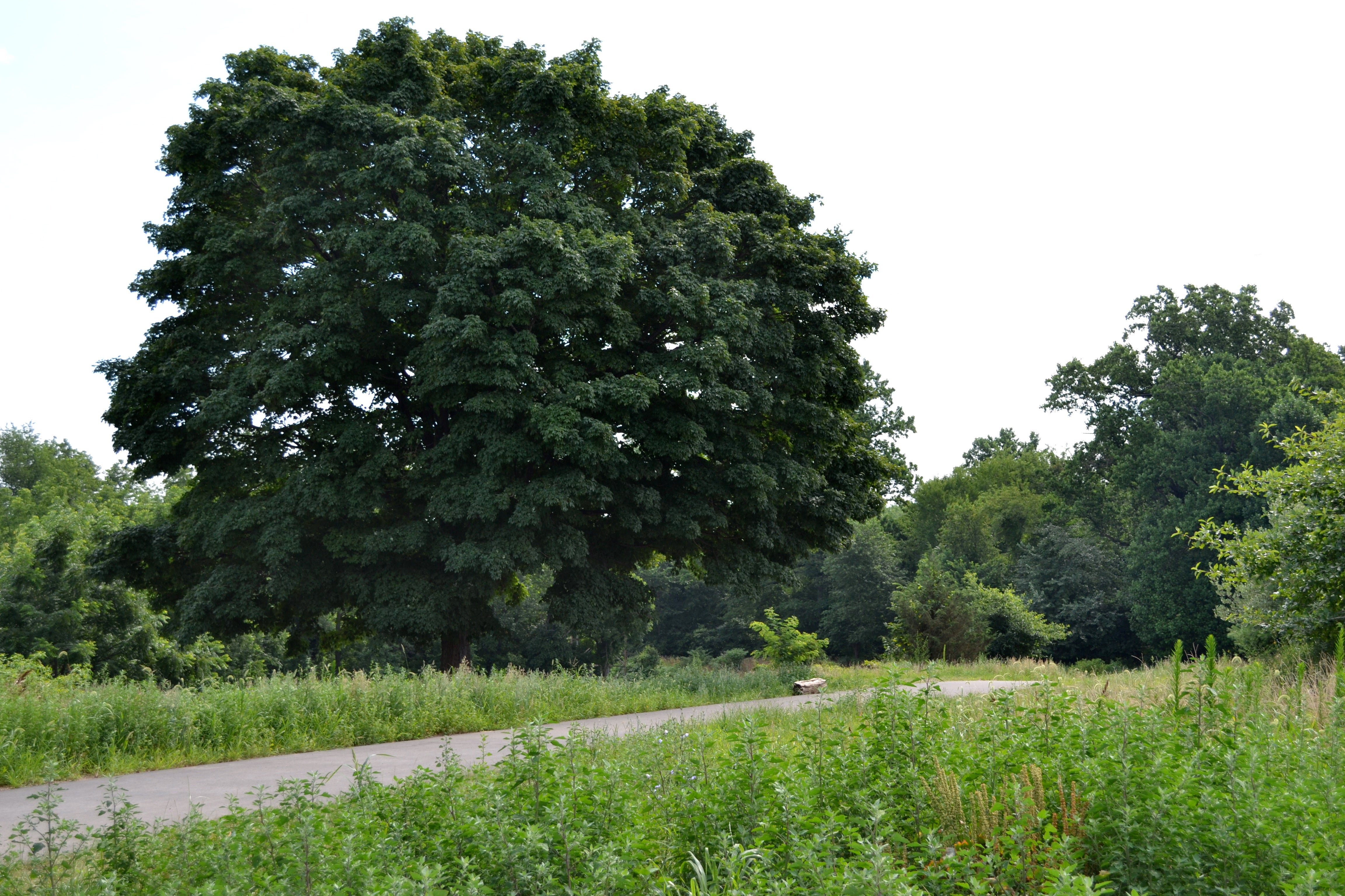 Tacony Creek Trail