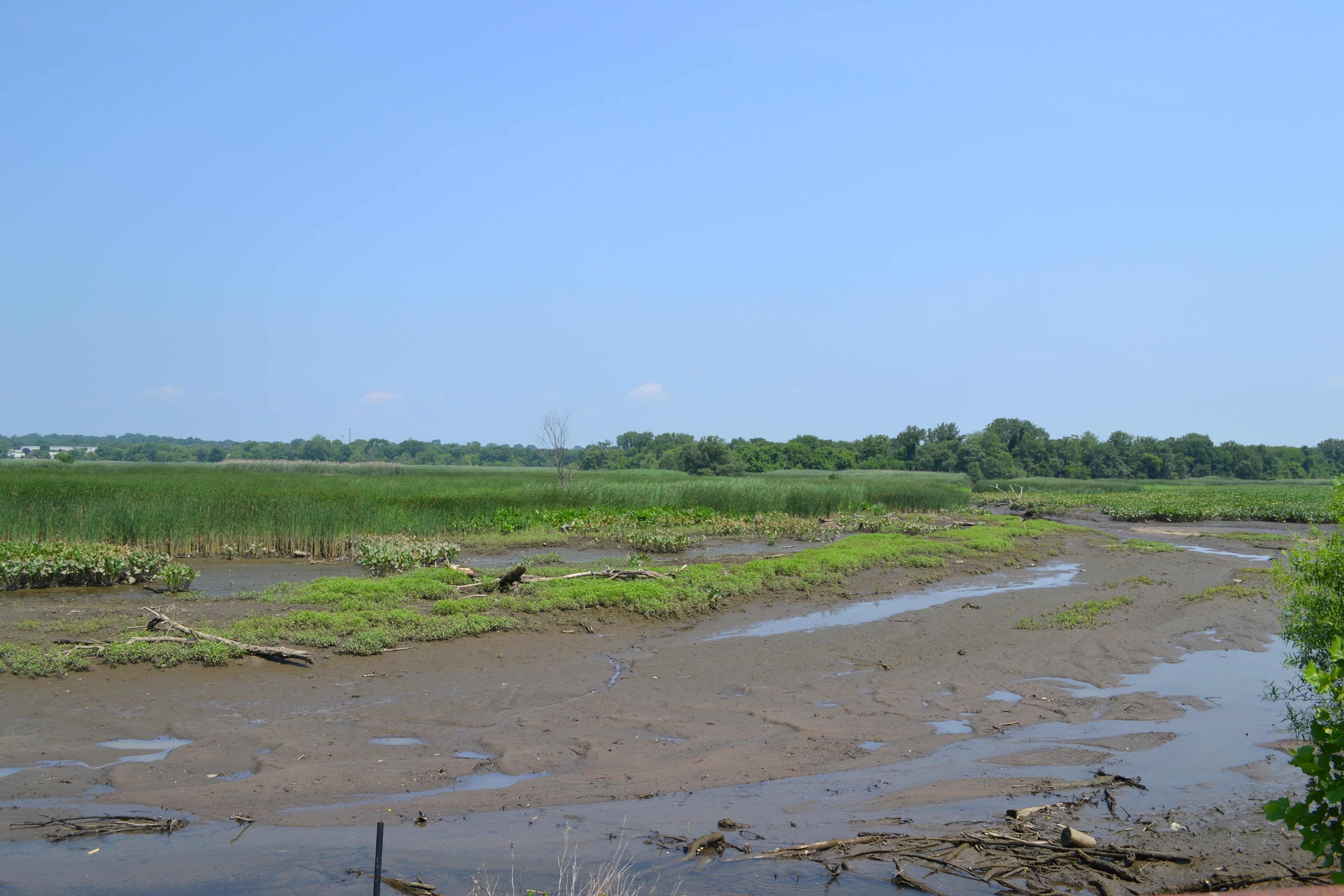 The marsh is rare in that it is both tidal and freshwater