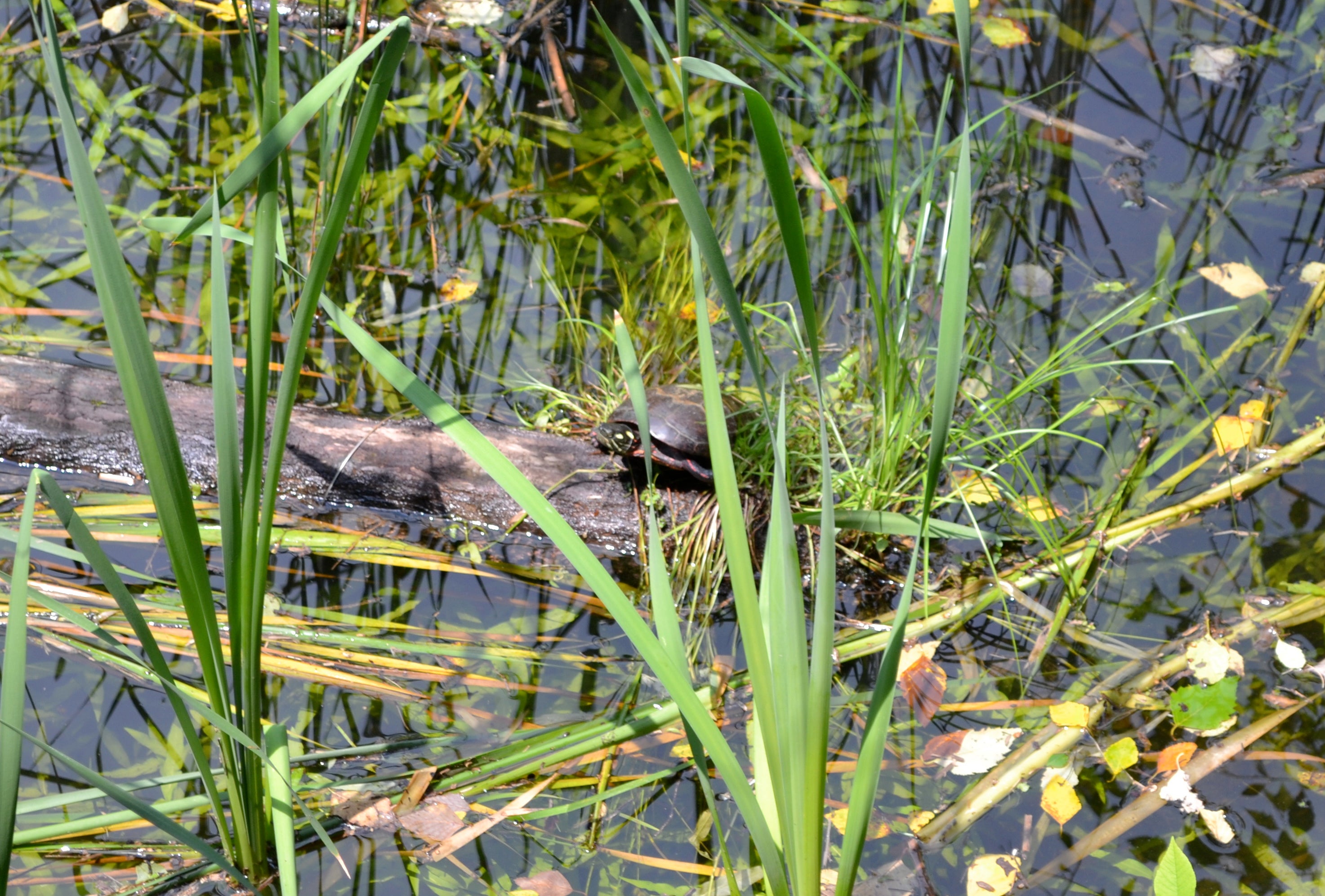 This turtle is one of the many critters that can be spotted from the Cusano Environmental Education Center