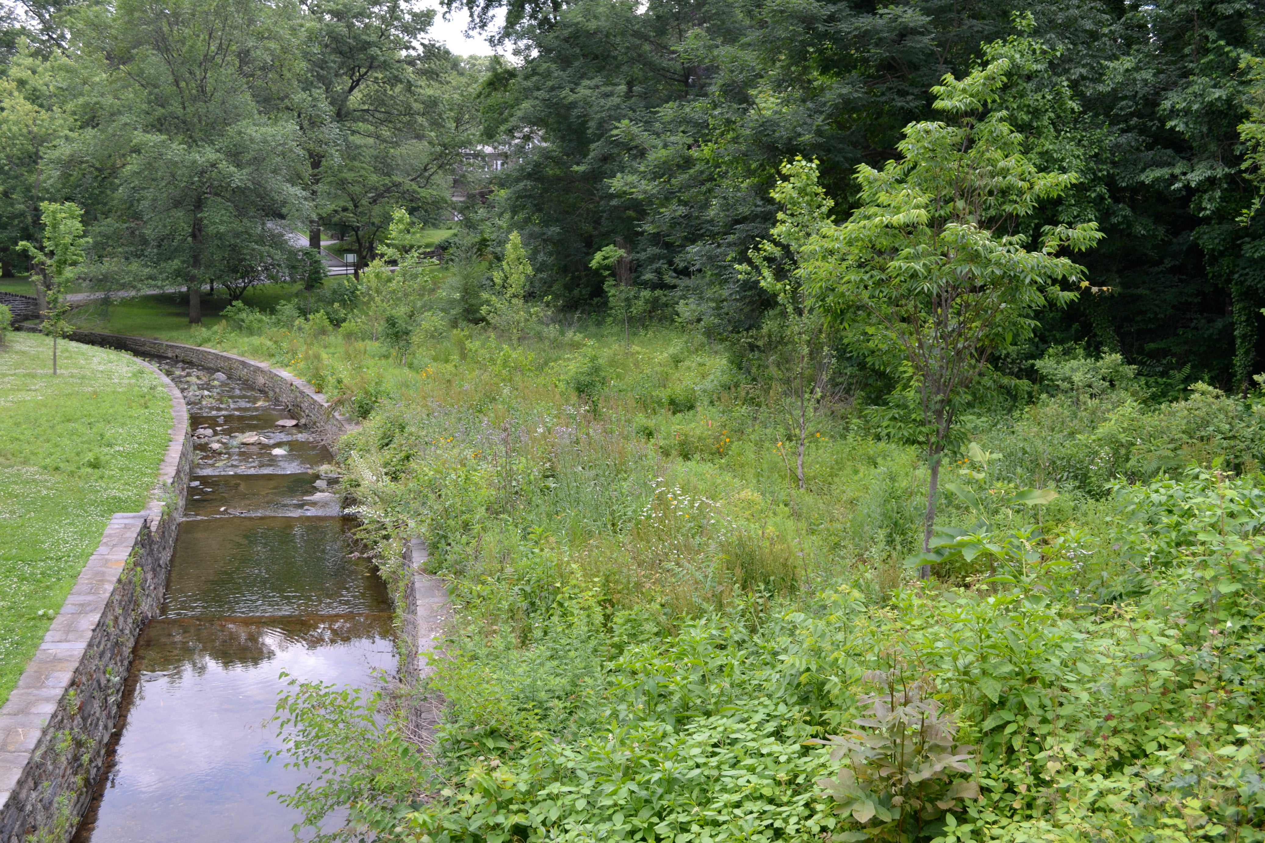 Vine Creek intersects with the trail at several points before it feeds into the Schuylkill River