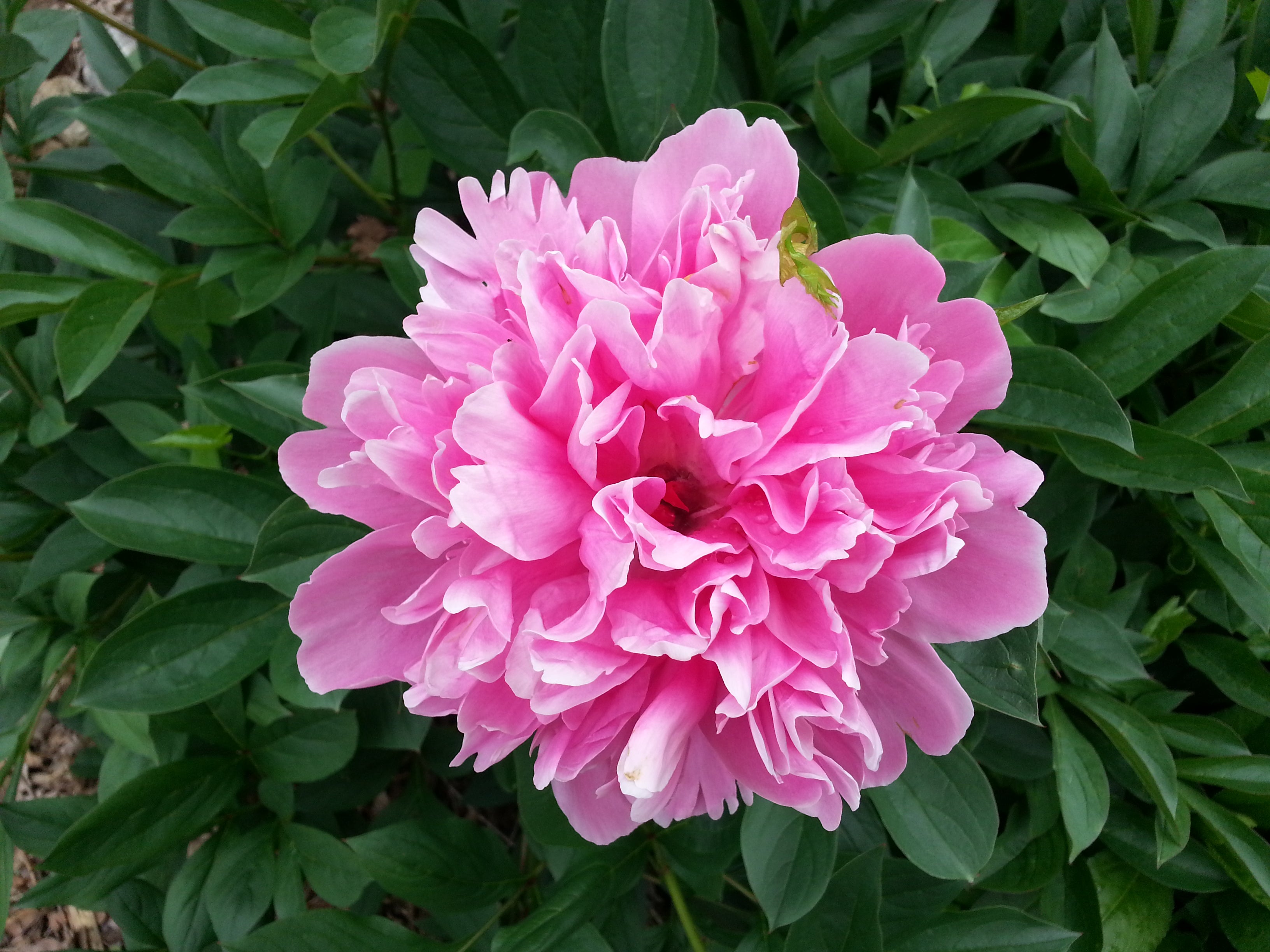 A peony in bloom at Summer Winter Community Garden