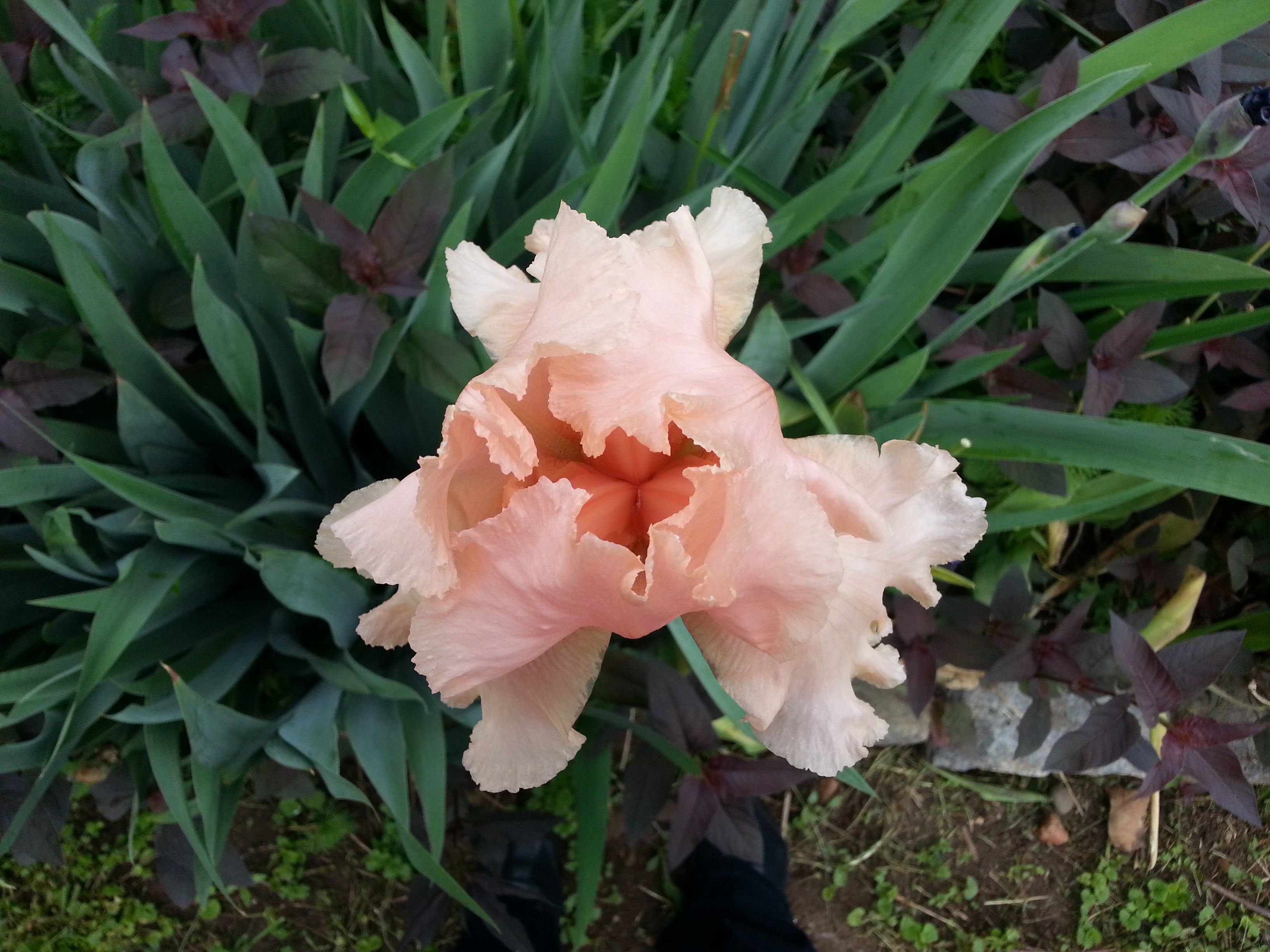 An iris in bloom at Summer Winter Community Garden