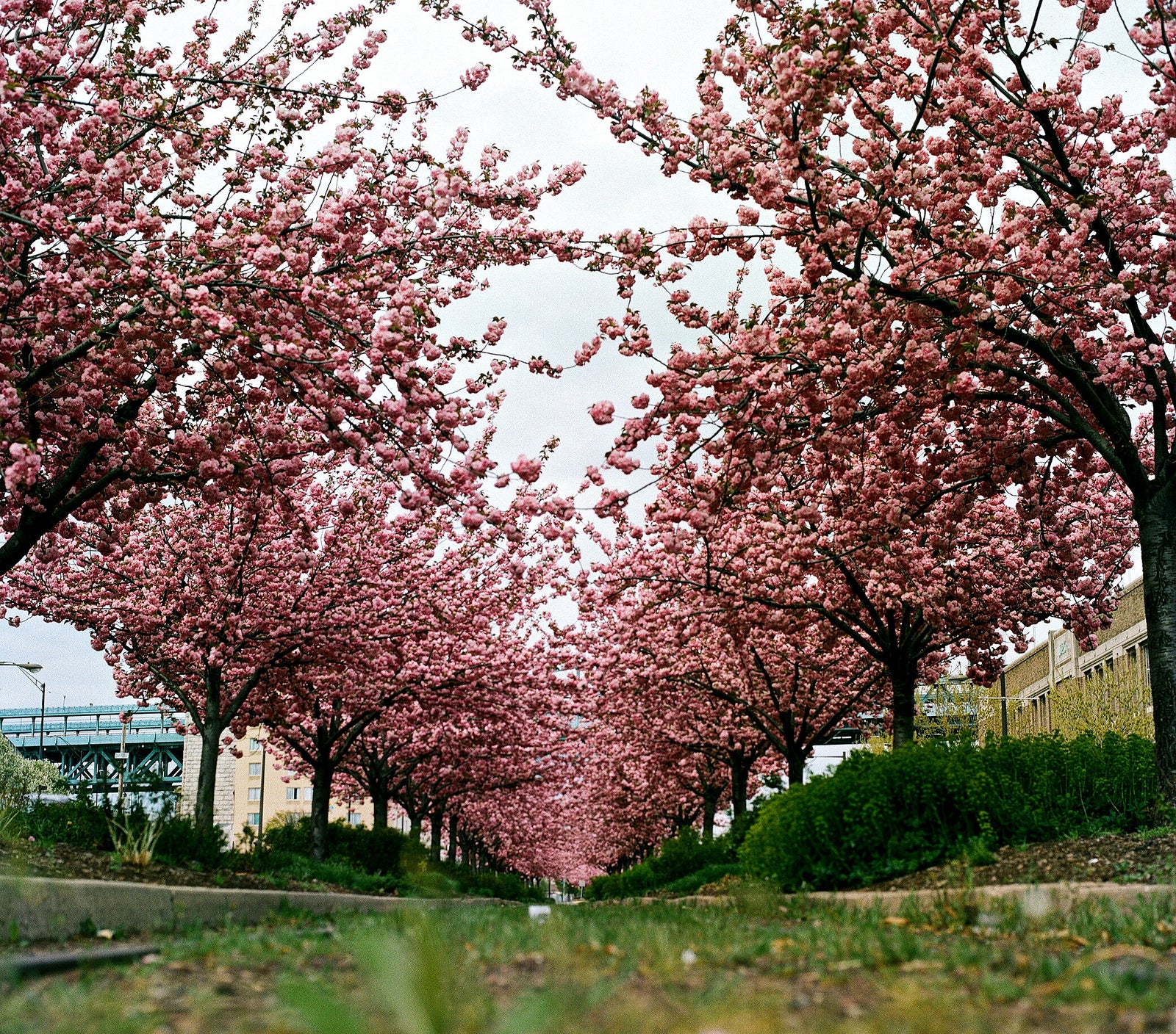 Cherry Blossoms, Photo by David Swift Photography