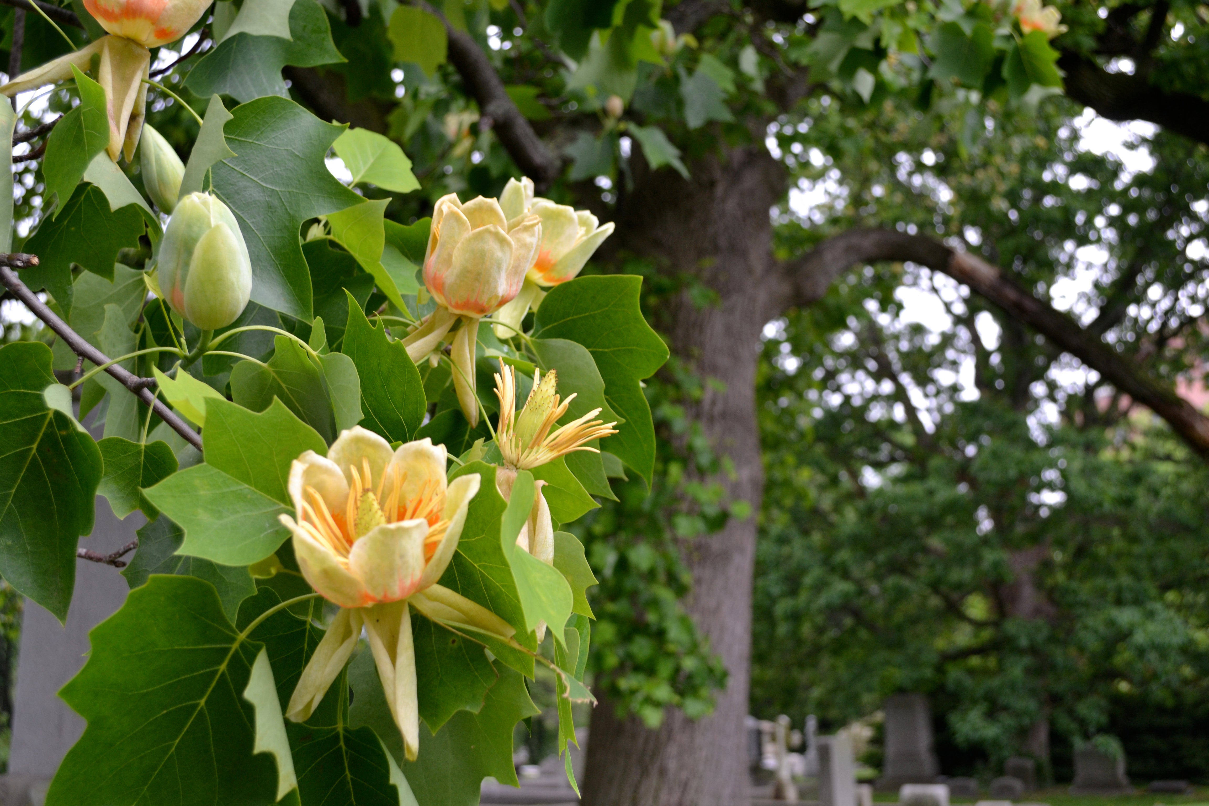 Known for his love of botany, Hamilton introduced several plant and tree species to North America