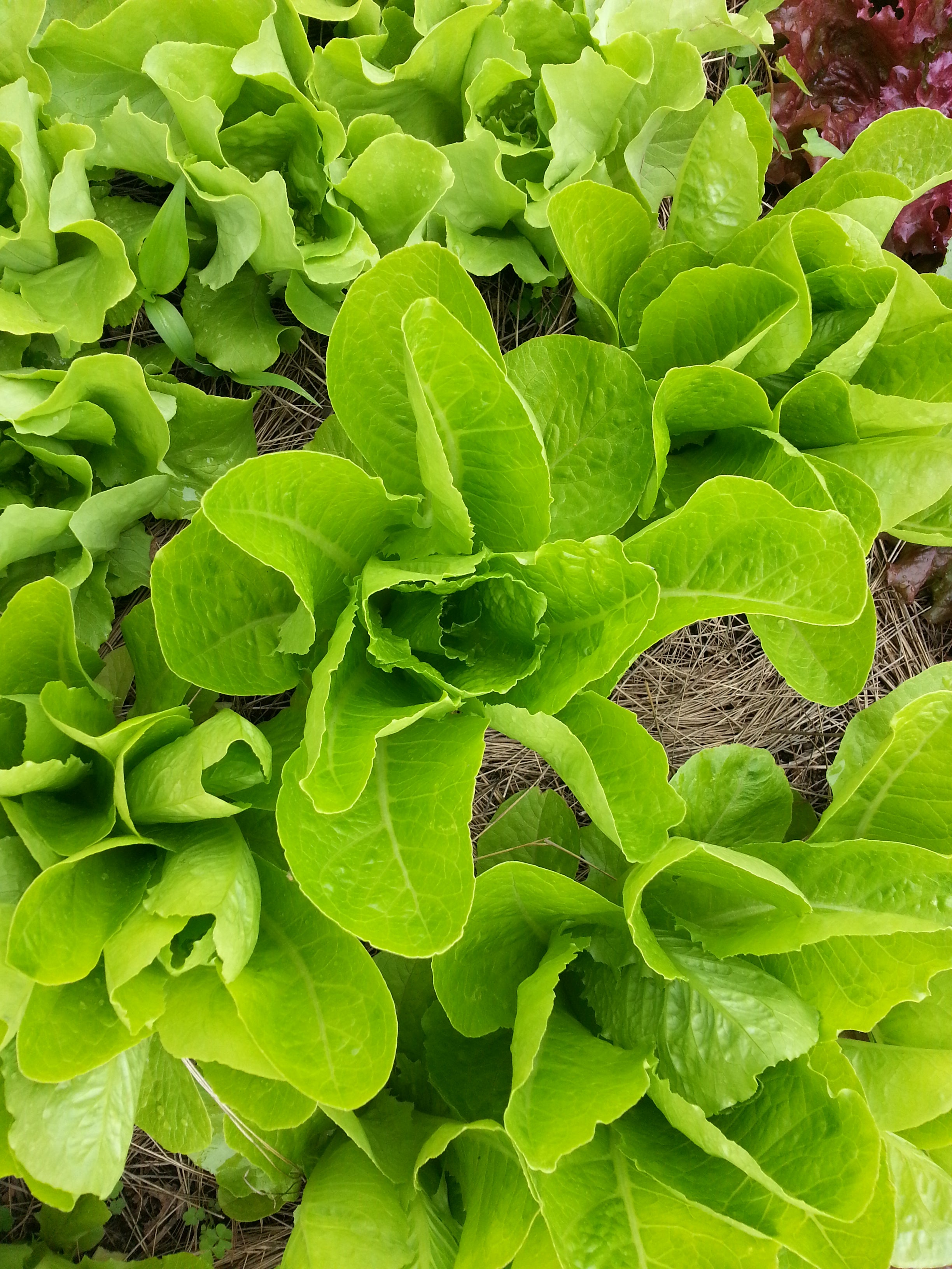 Lettuce looking almost floral at Summer Winter Community Garden