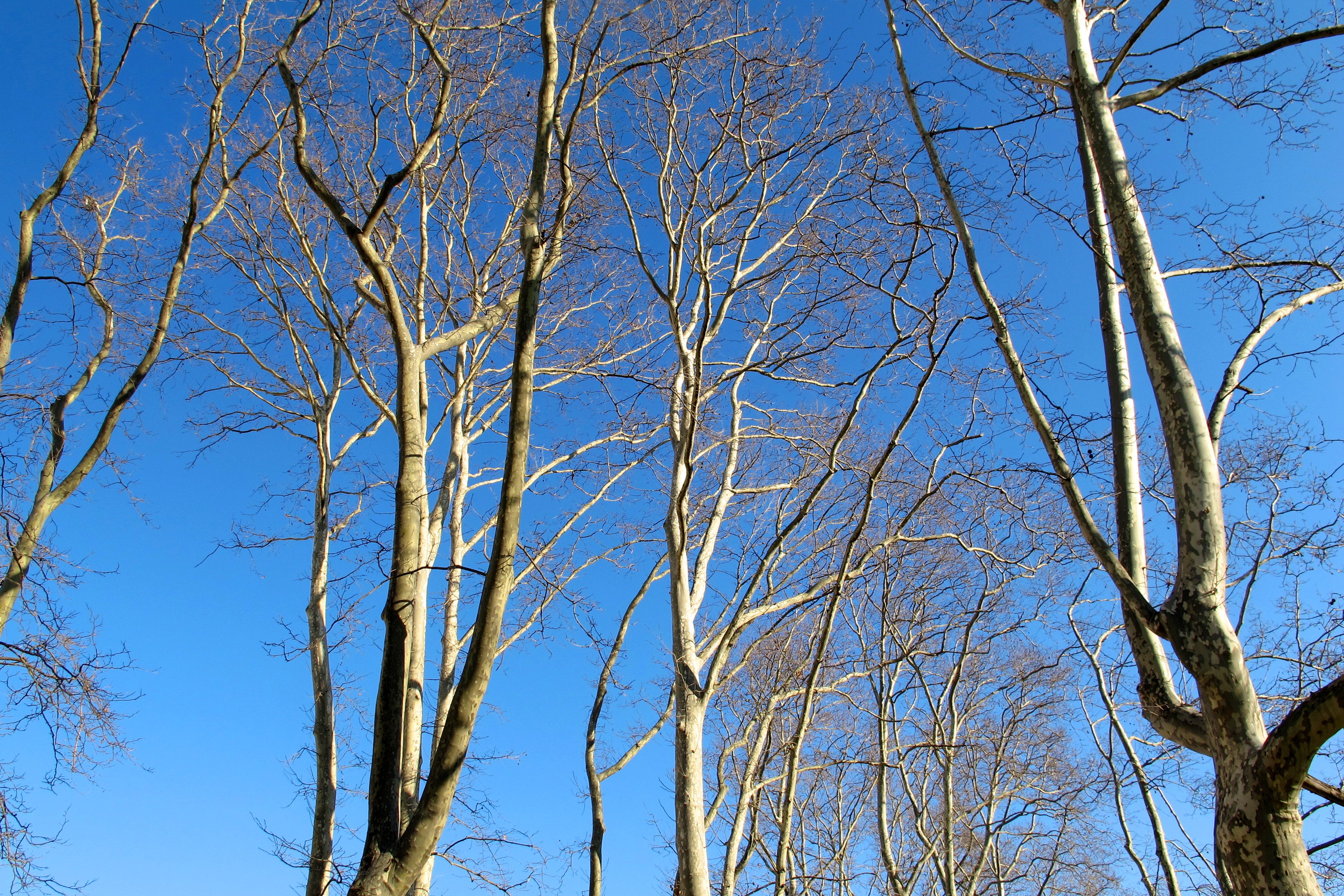 Parkway London Plane Trees