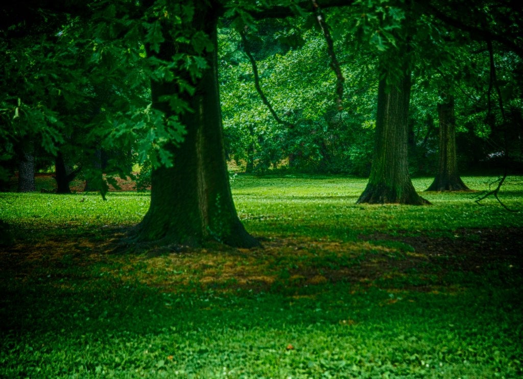 Pastorius Park, Photo by Gary Reed