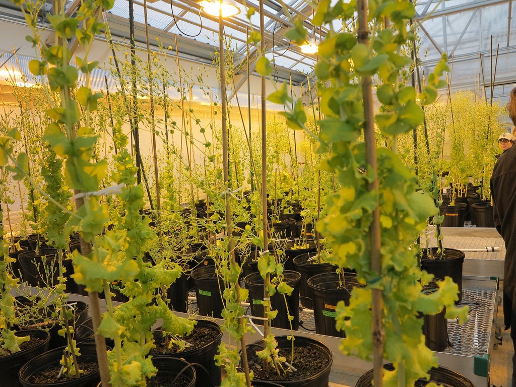 At the Penn Dental Research Greenhouse genetically modified plants are growing potentially groundbreaking medicines