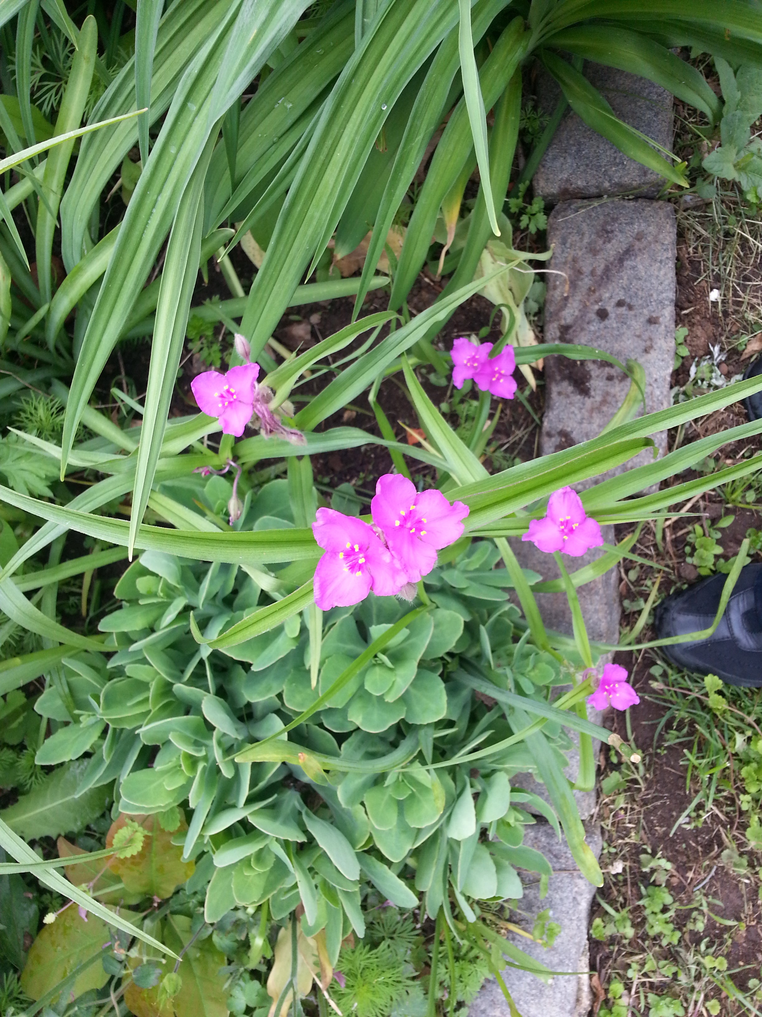 Spiderwort at Summer Winter Community Garden