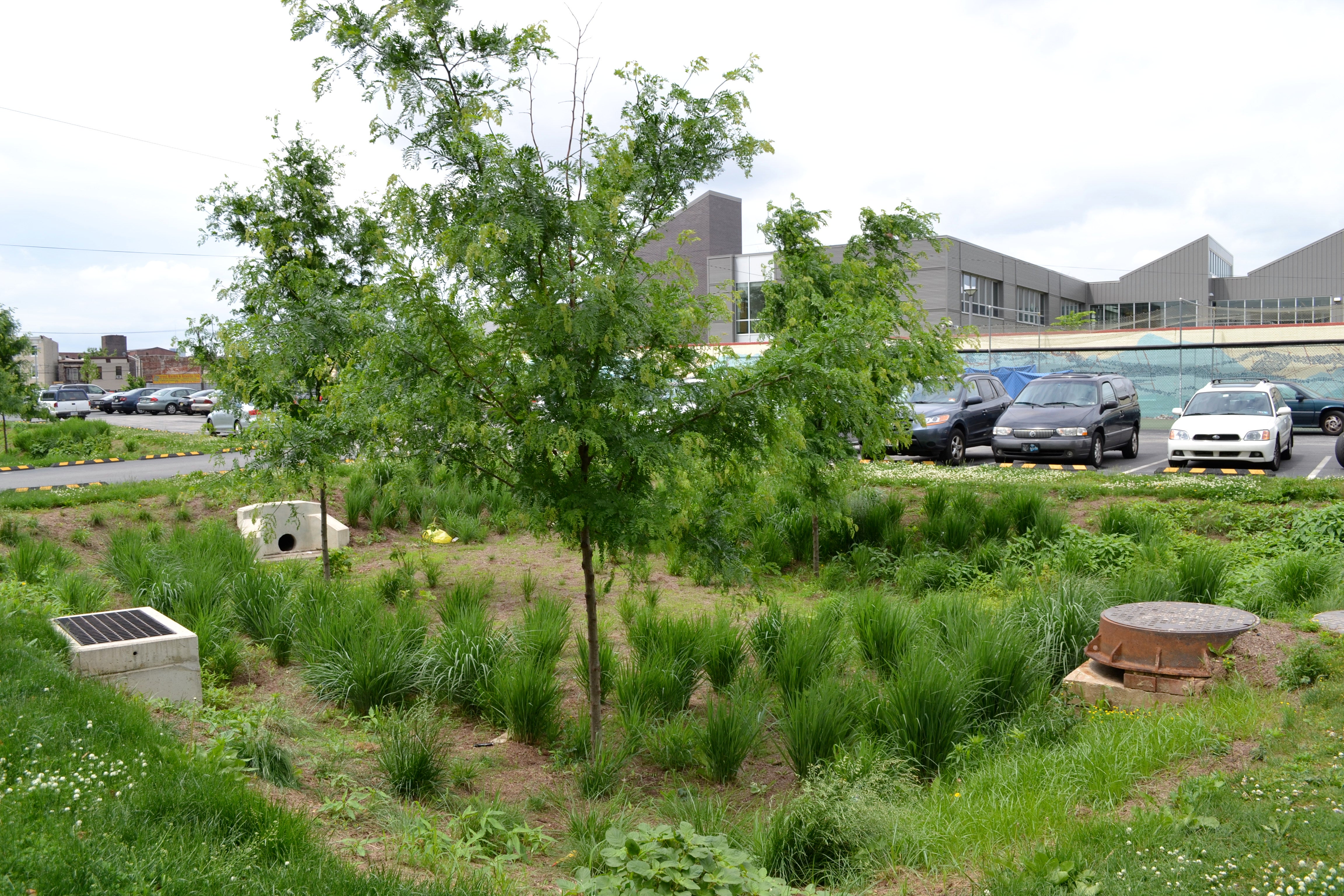 Stormwater tree trench at Shissler Rec Center