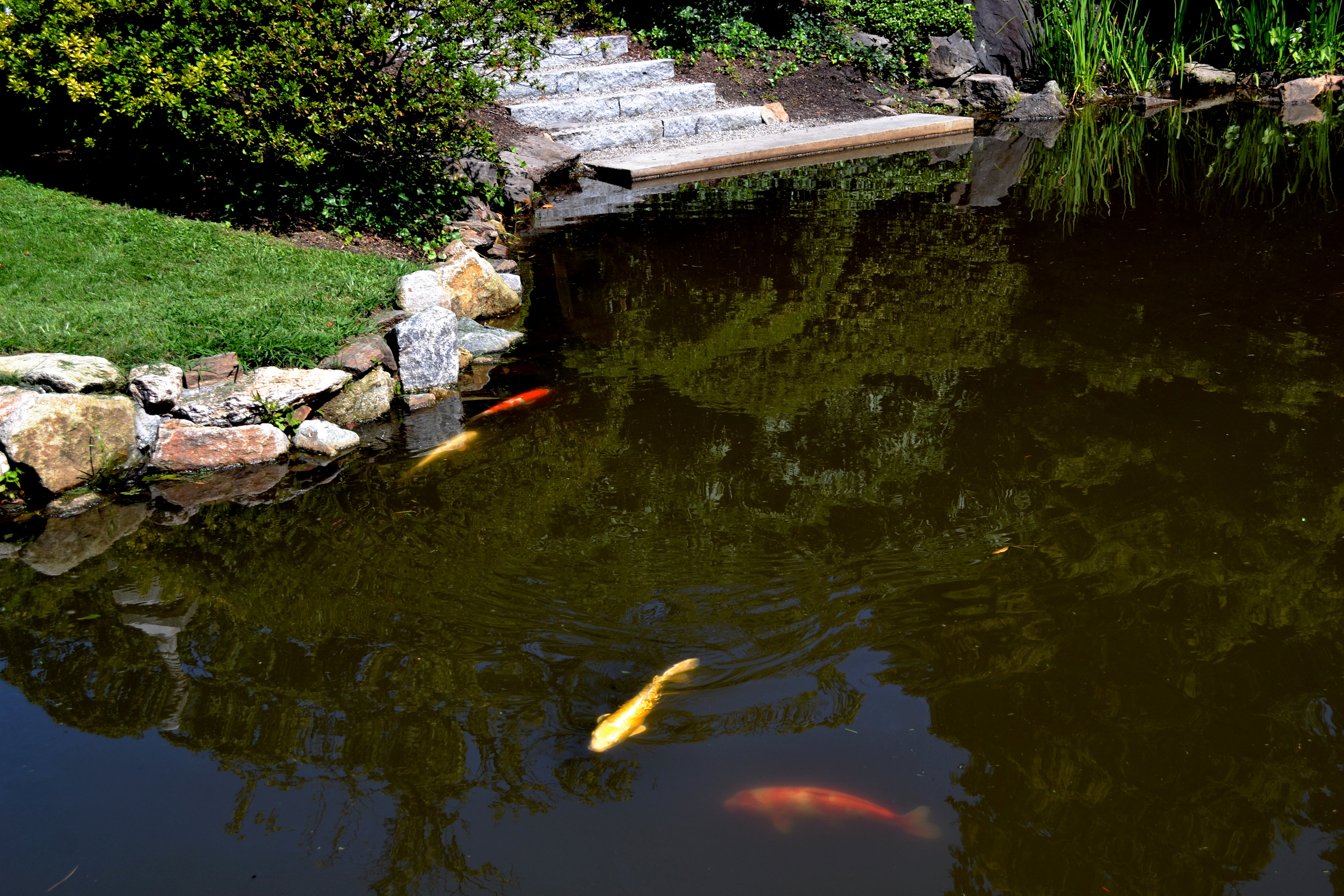 The granite steps and restored boat launch provide direct access to the koi pond