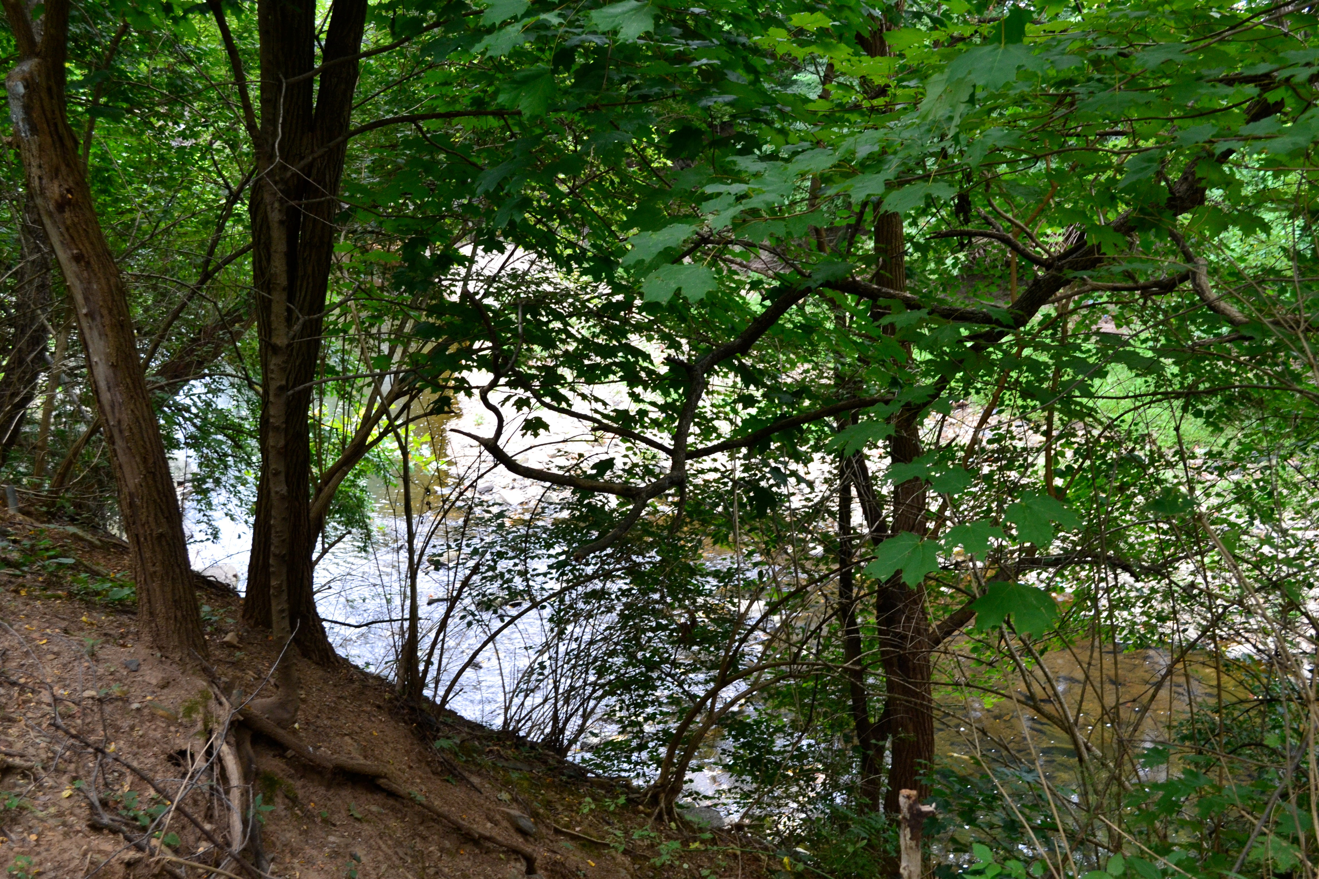 The off-road trails offer glimpses of Cobbs Creek 