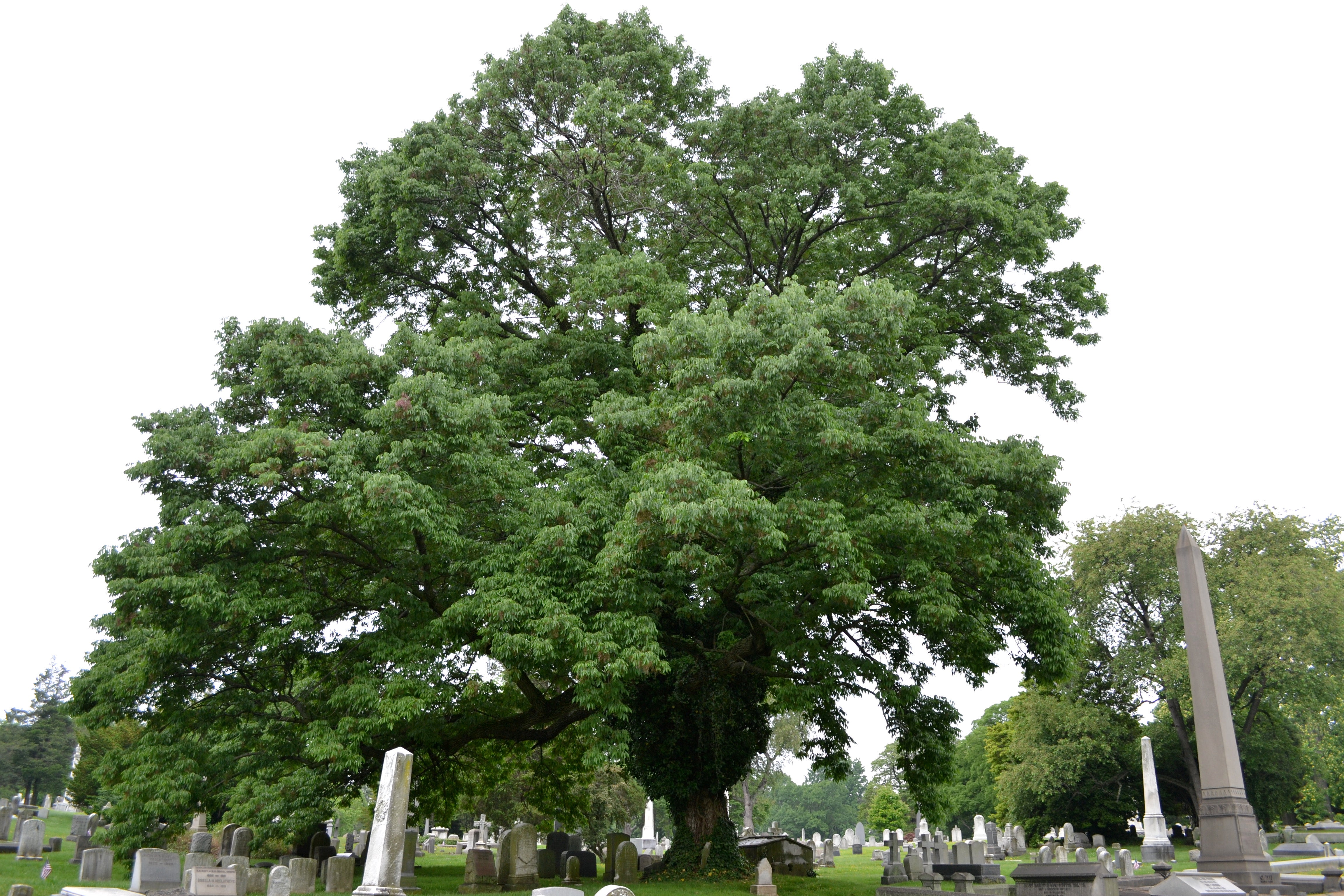 The Woodlands is both an active cemetery and privately-owned public space